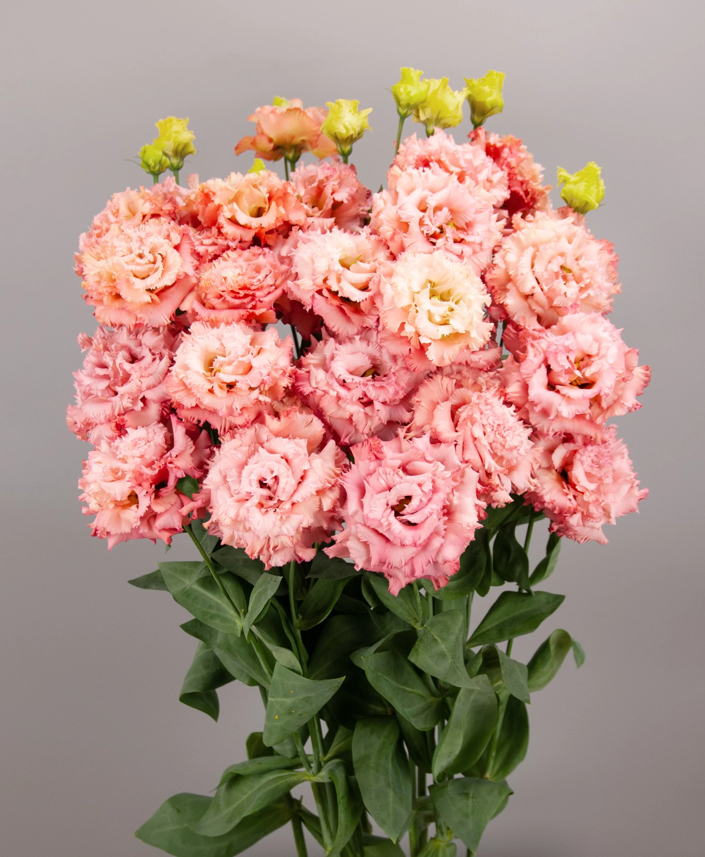 LISIANTHUS CUT FLOWER CELEB 2 SALMON PINK_Bloom_Bloom.jpg