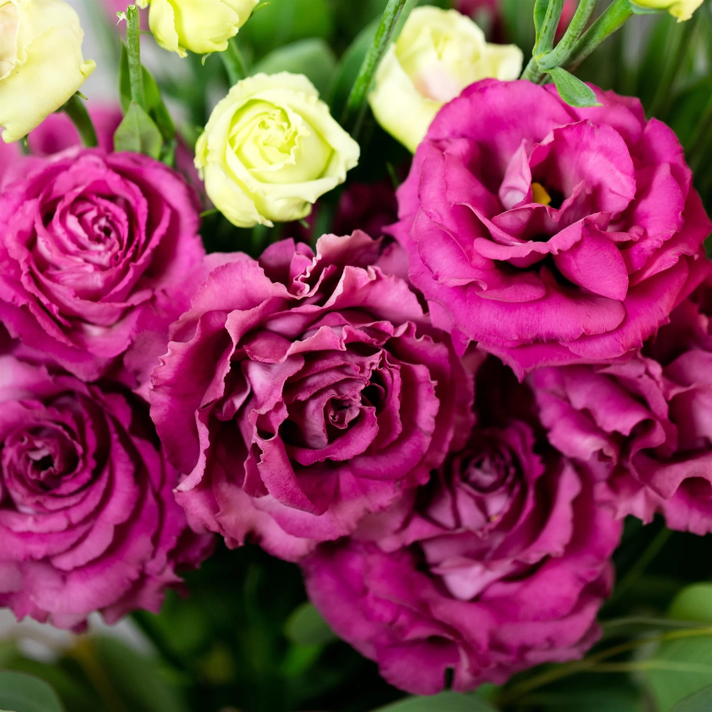 LISIANTHUS CUT FLOWER VOYAGE 2 ROSE DEEP_Bloom_Bloom (1).jpg