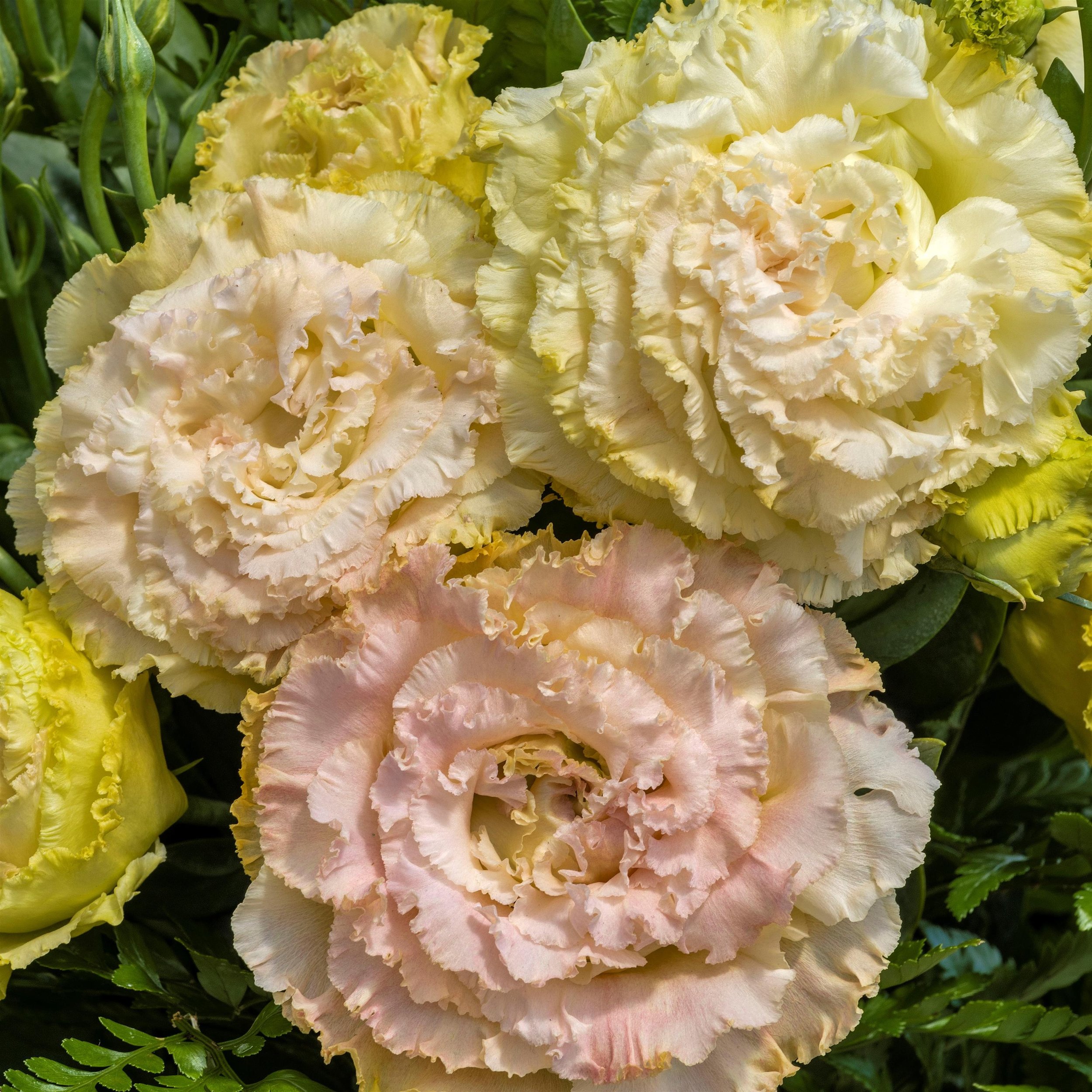 LISIANTHUS CUT FLOWER VOYAGE 2 CHAMPAGNE_Bloom_Bloom (1).jpg