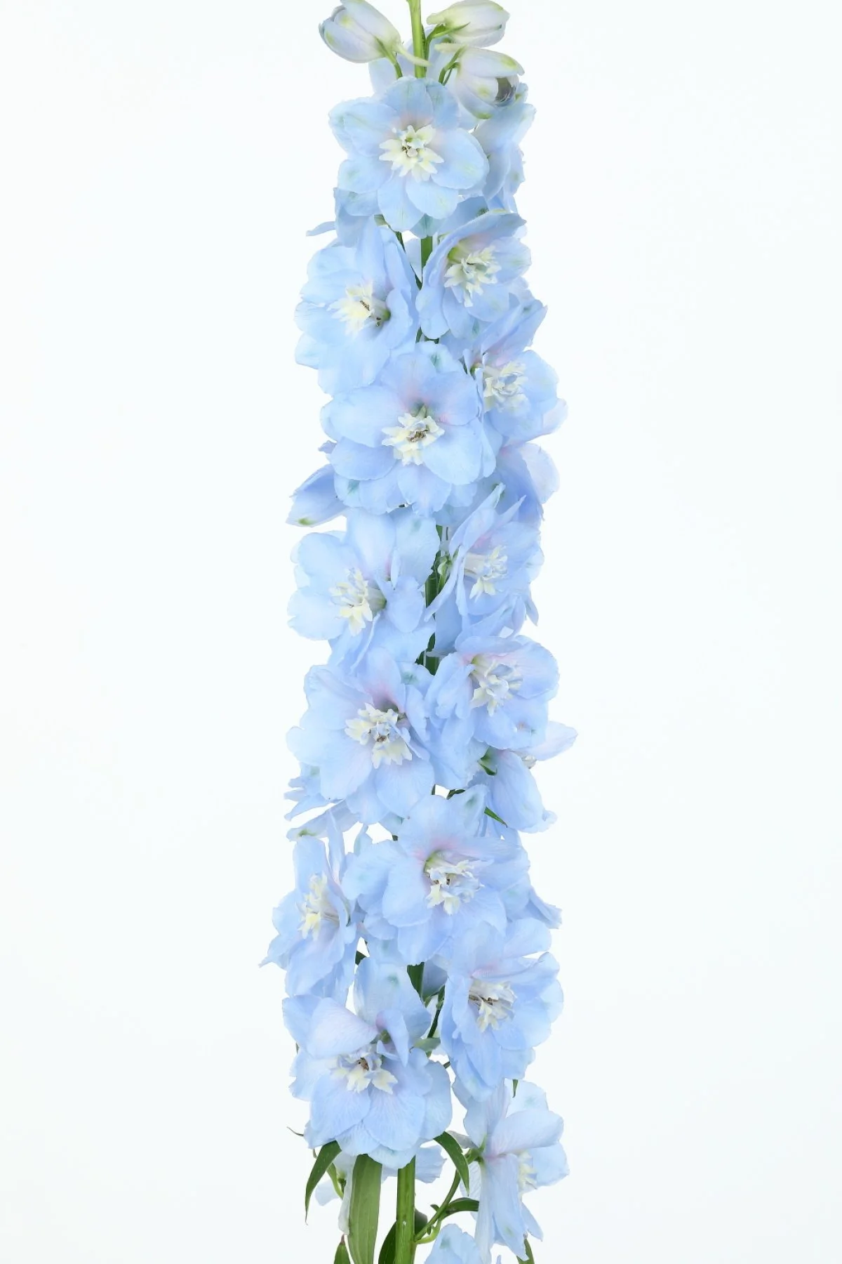 DELPHINIUM CANDLE BLUE LIGHT_Bloom_Bloom.jpg