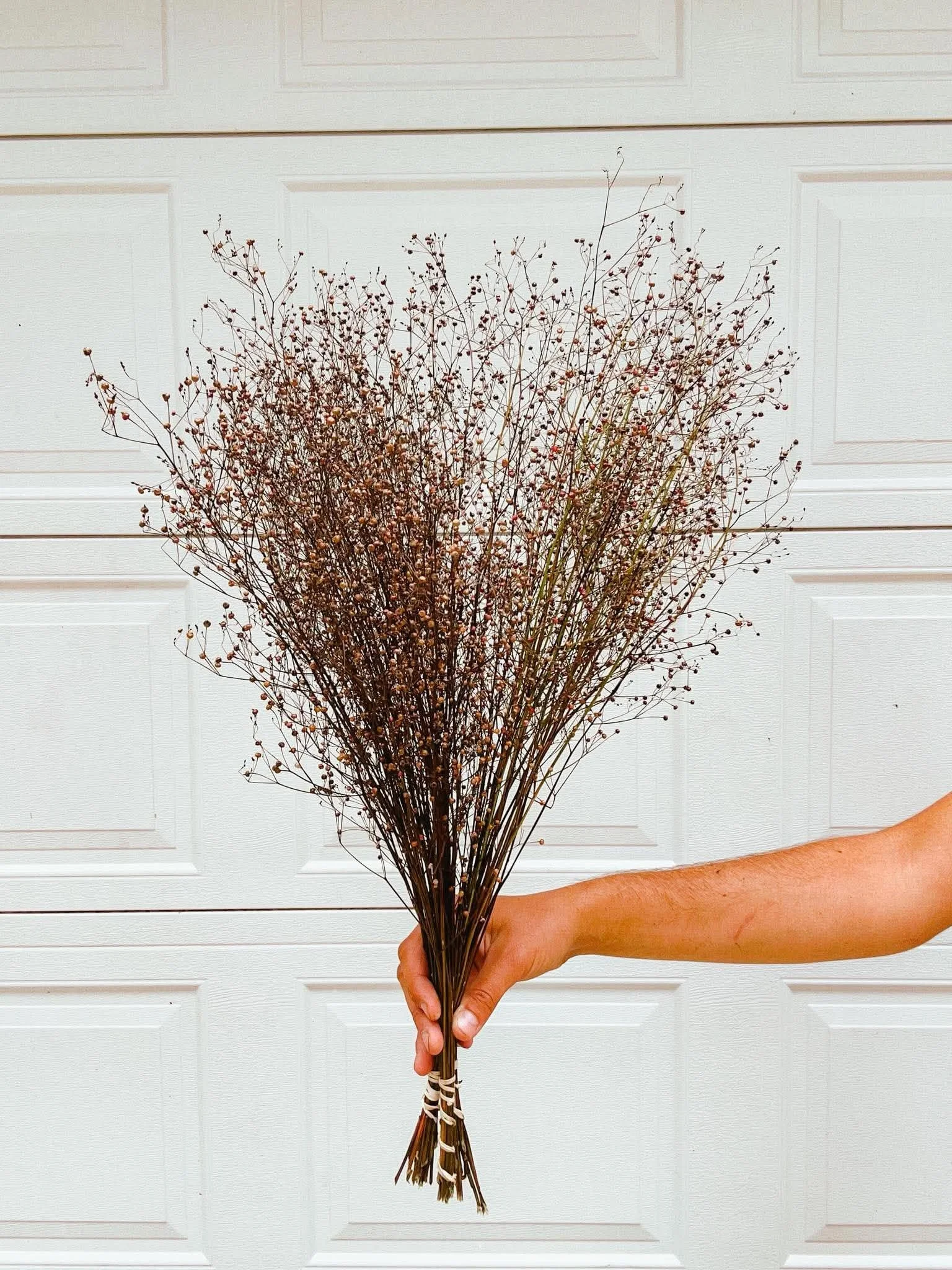 Jewels of Opar | Dried Bunch