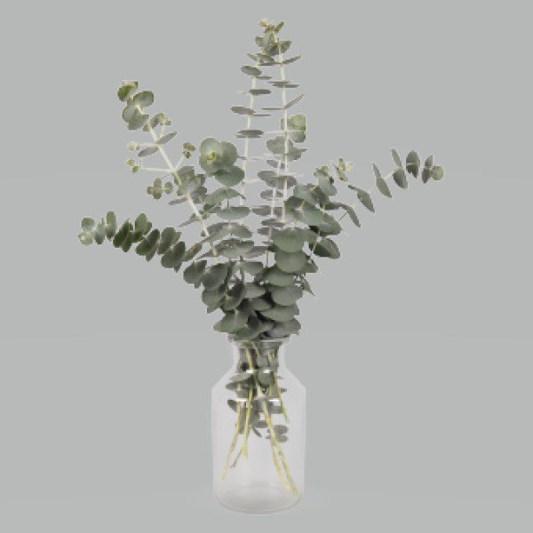 Eucalyptus_Pulverulenta_Baby_blue_bouquet_Cutflower (1).jpg