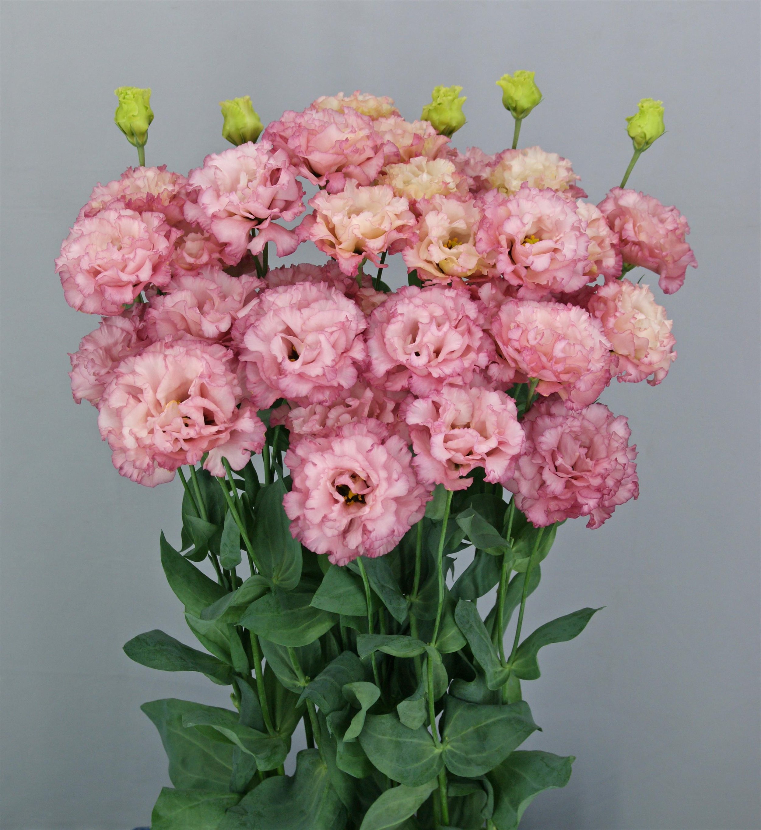 LISIANTHUS CUT FLOWER CELEB 2 MADONNA_Cutflower_Cutflower.jpg