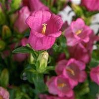 Campanula | Fall Plugs