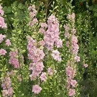 Larkspur | Fall Plugs