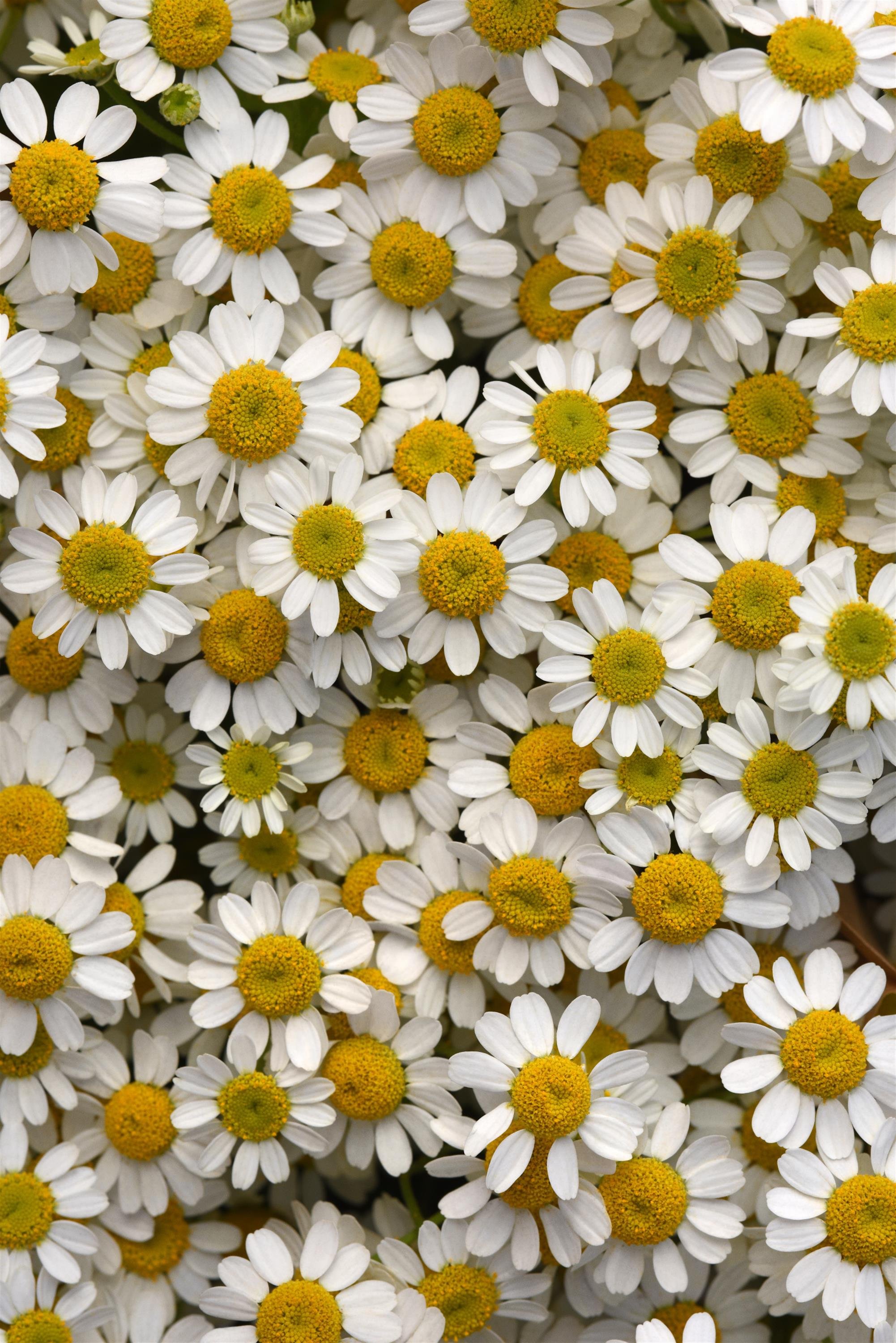 Matricaria | Fall Plugs