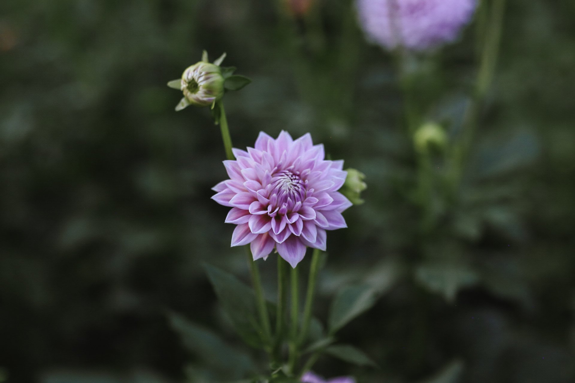 Ferncliffe Inspiration Tuber