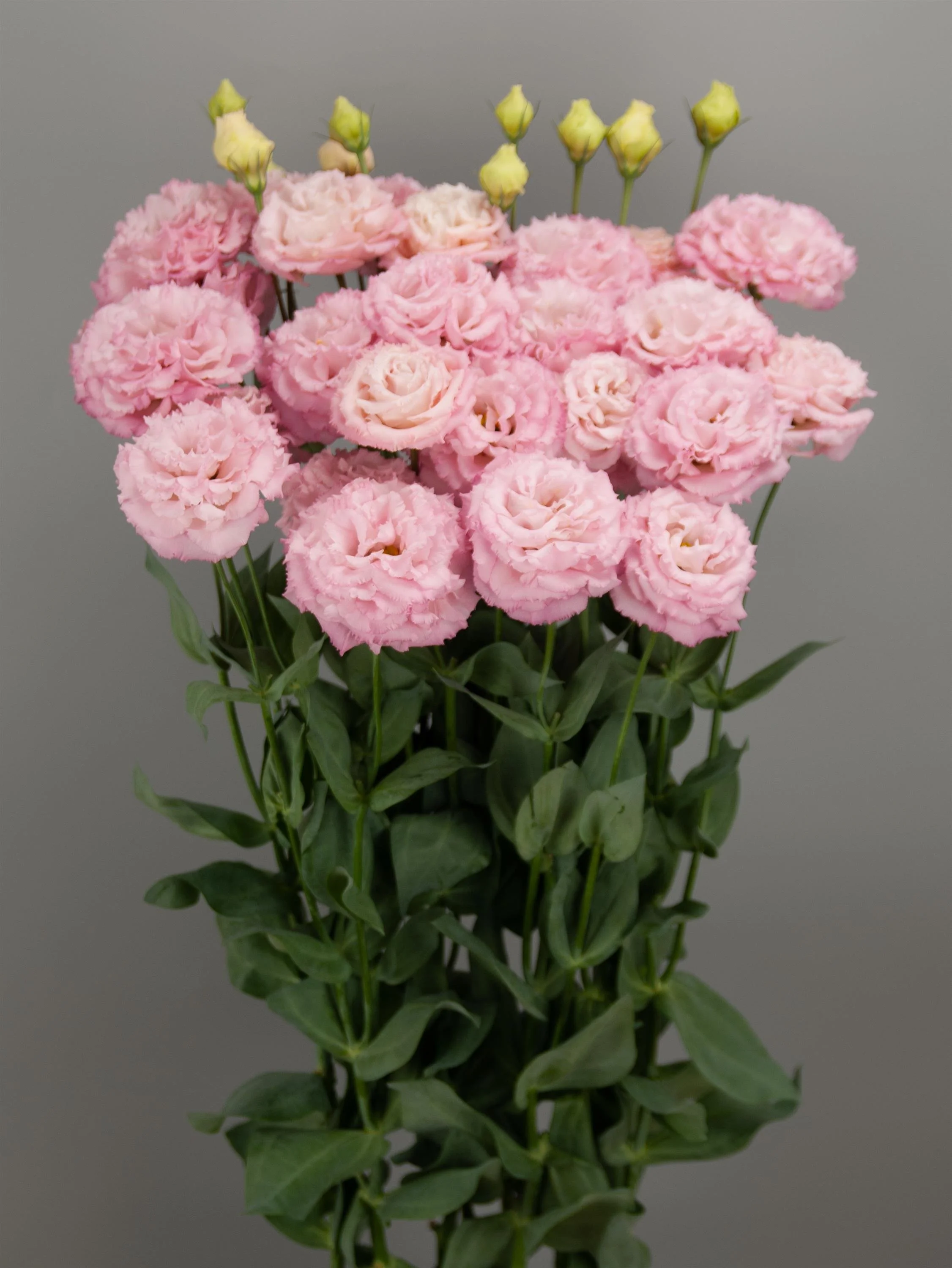 LISIANTHUS CUT FLOWER CELEB 2 PINK MIMI_Cutflower_Cutflower.jpg