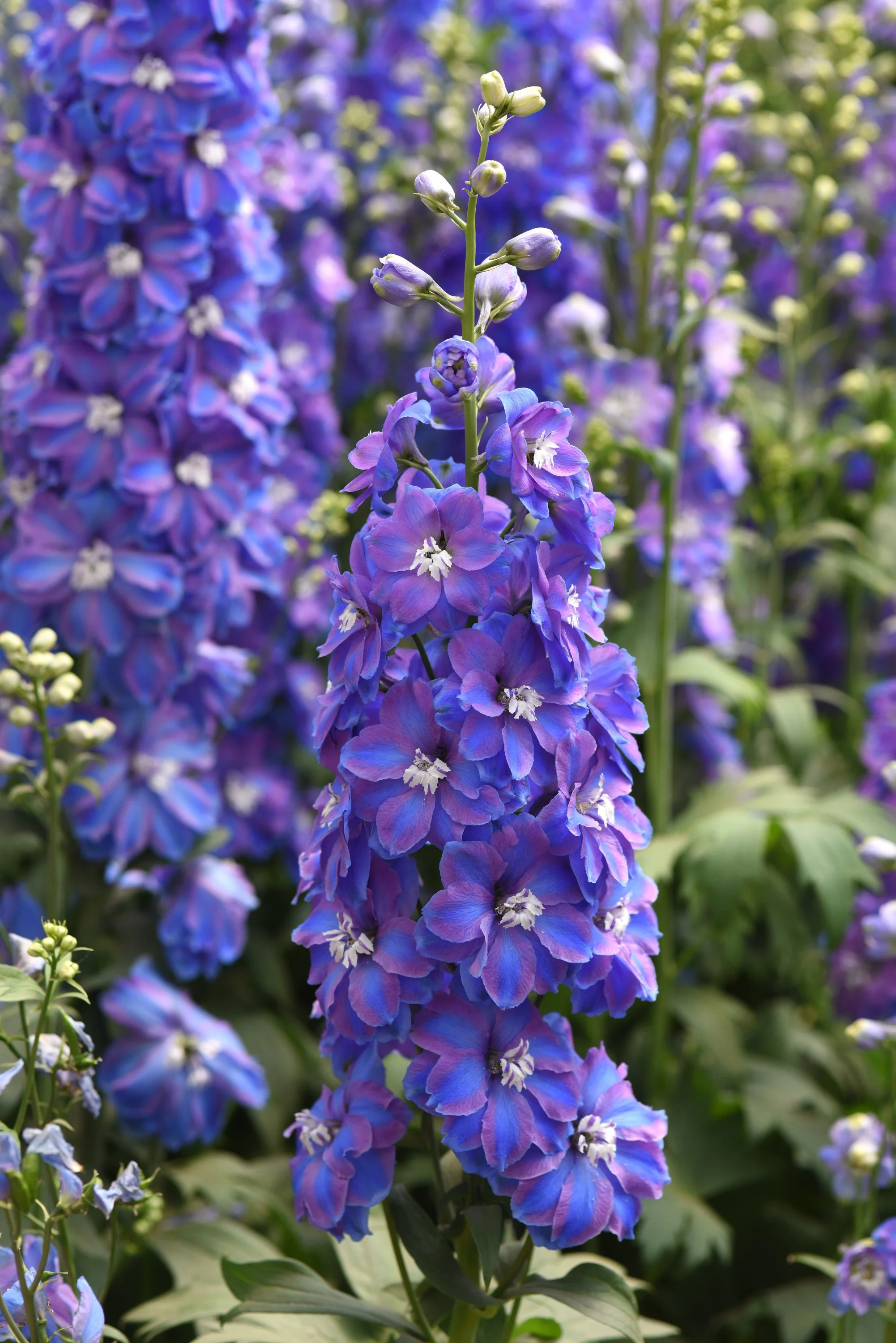 DELPHINIUM GUARDIAN BLUE_Cutflower_Cutflower.JPG