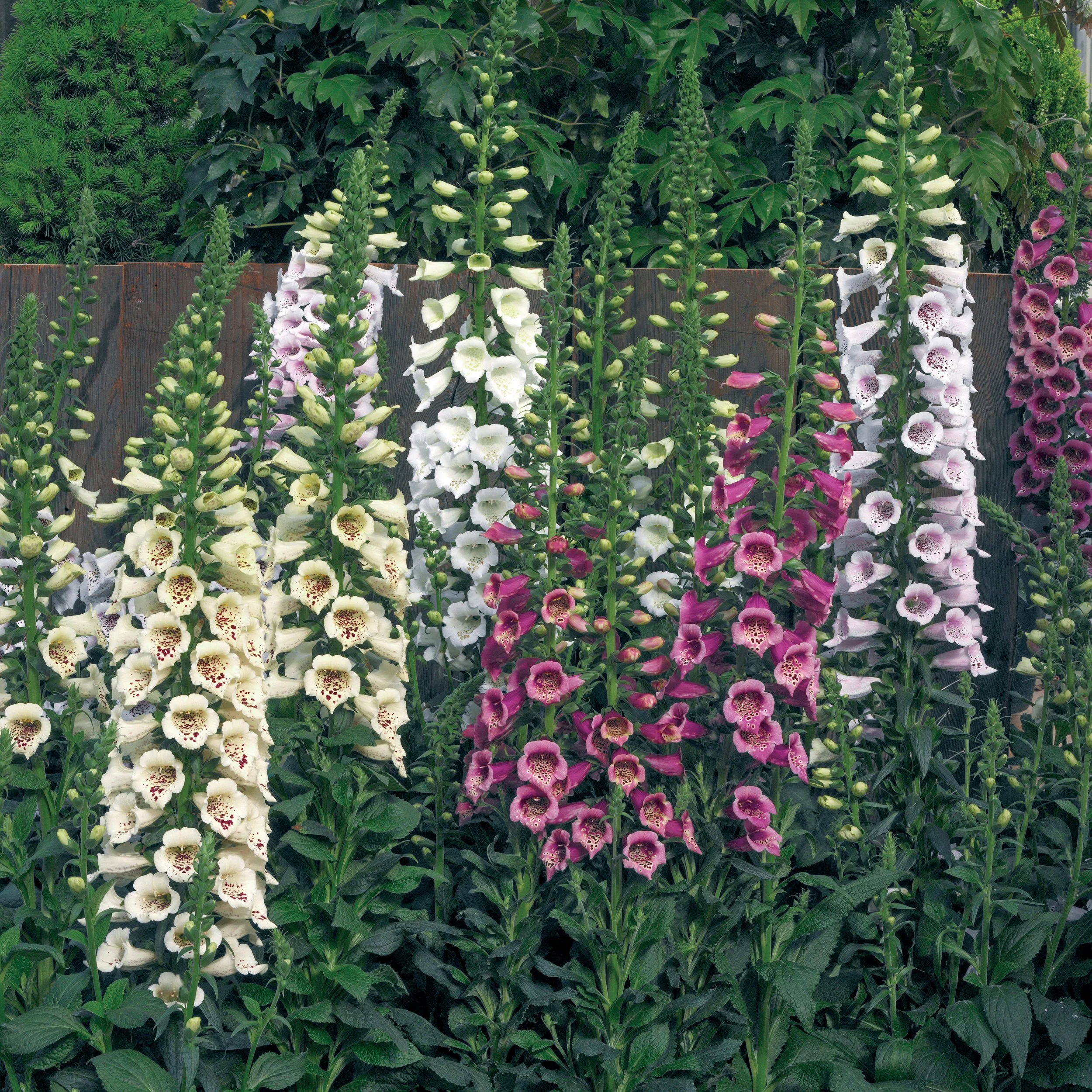 Digitalis | Fall  Plugs