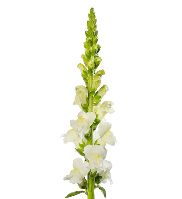 Snapdragon | Avignon Series