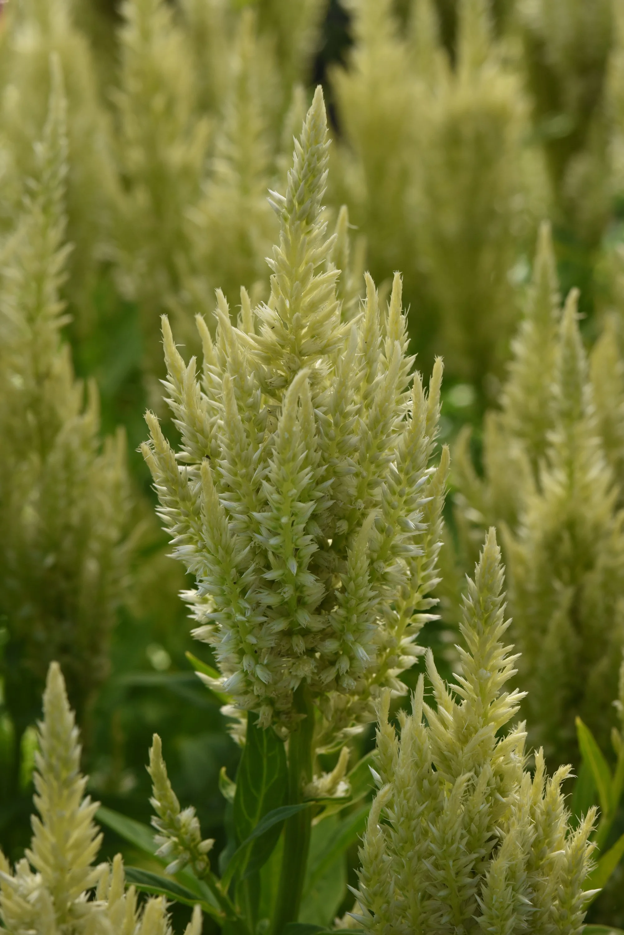 Celosia_cut_flower_Sunday_Green_Cutflower.JPG