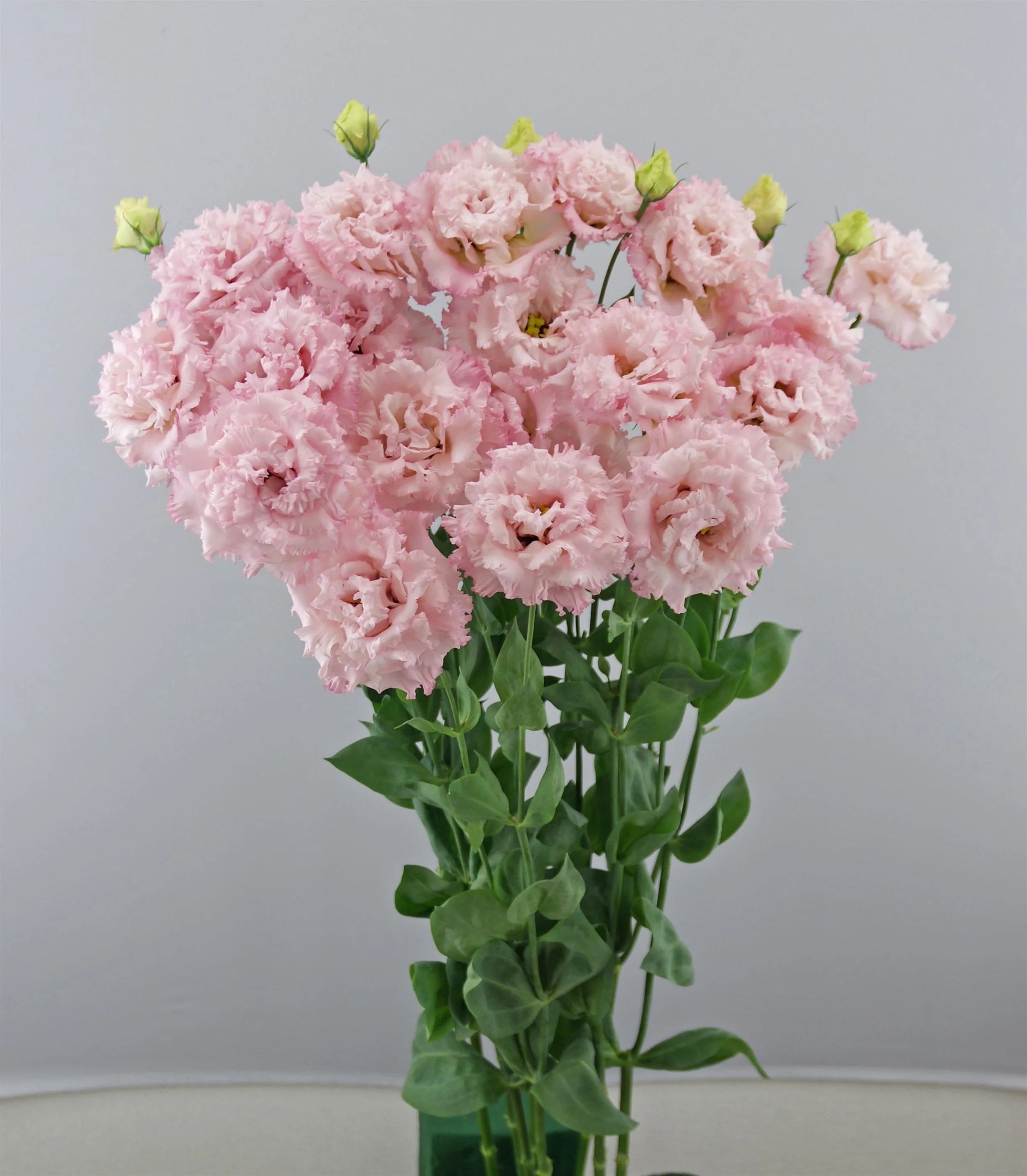 LISIANTHUS CUT FLOWER CELEB 2 EXTRA PINK_Cutflower_Cutflower (1).jpg