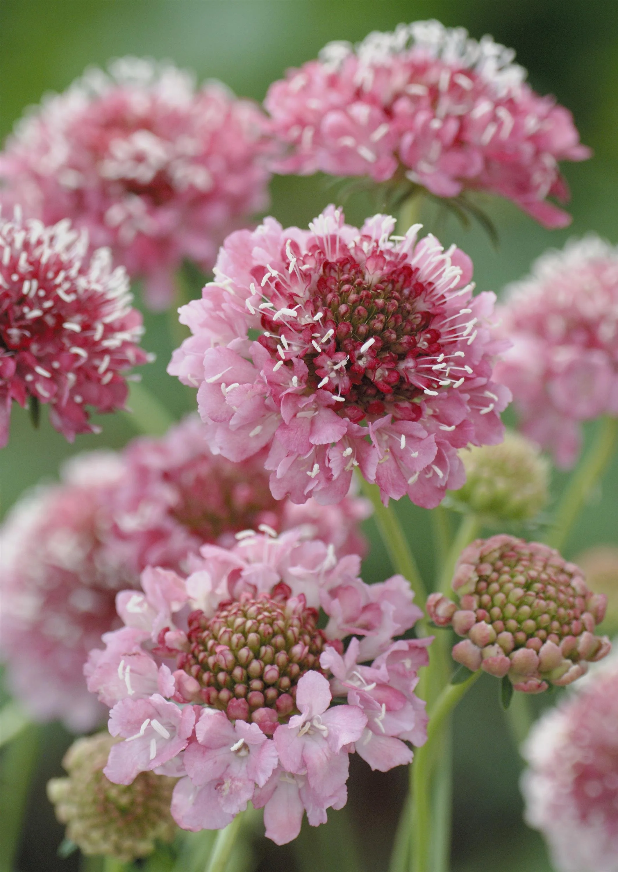 SCABIOSA ATROPURPUREA SALMON QUEEN_Bloom_Bloom.jpg