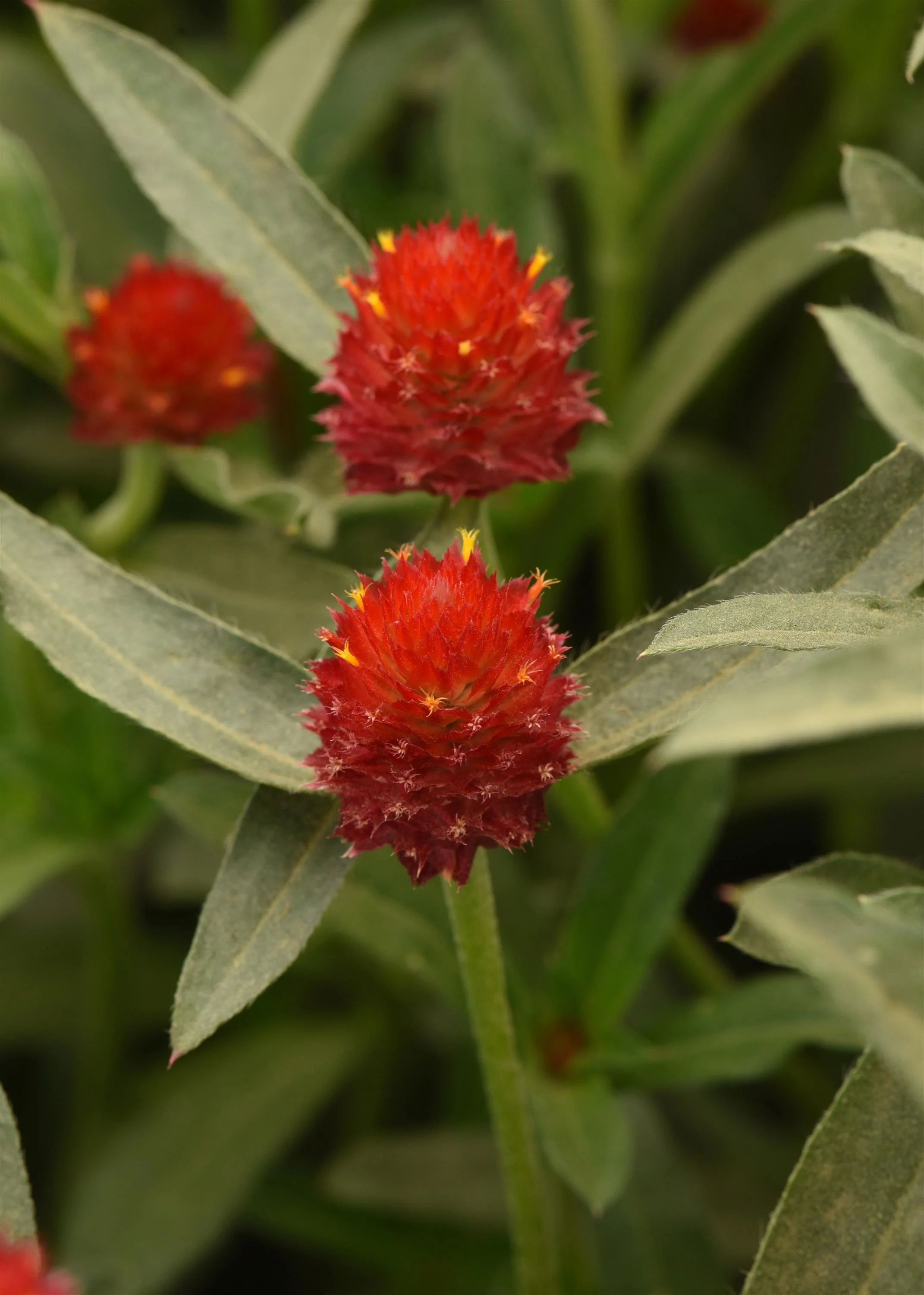 GOMPHRENA QIS RED_Bloom_Bloom.JPG