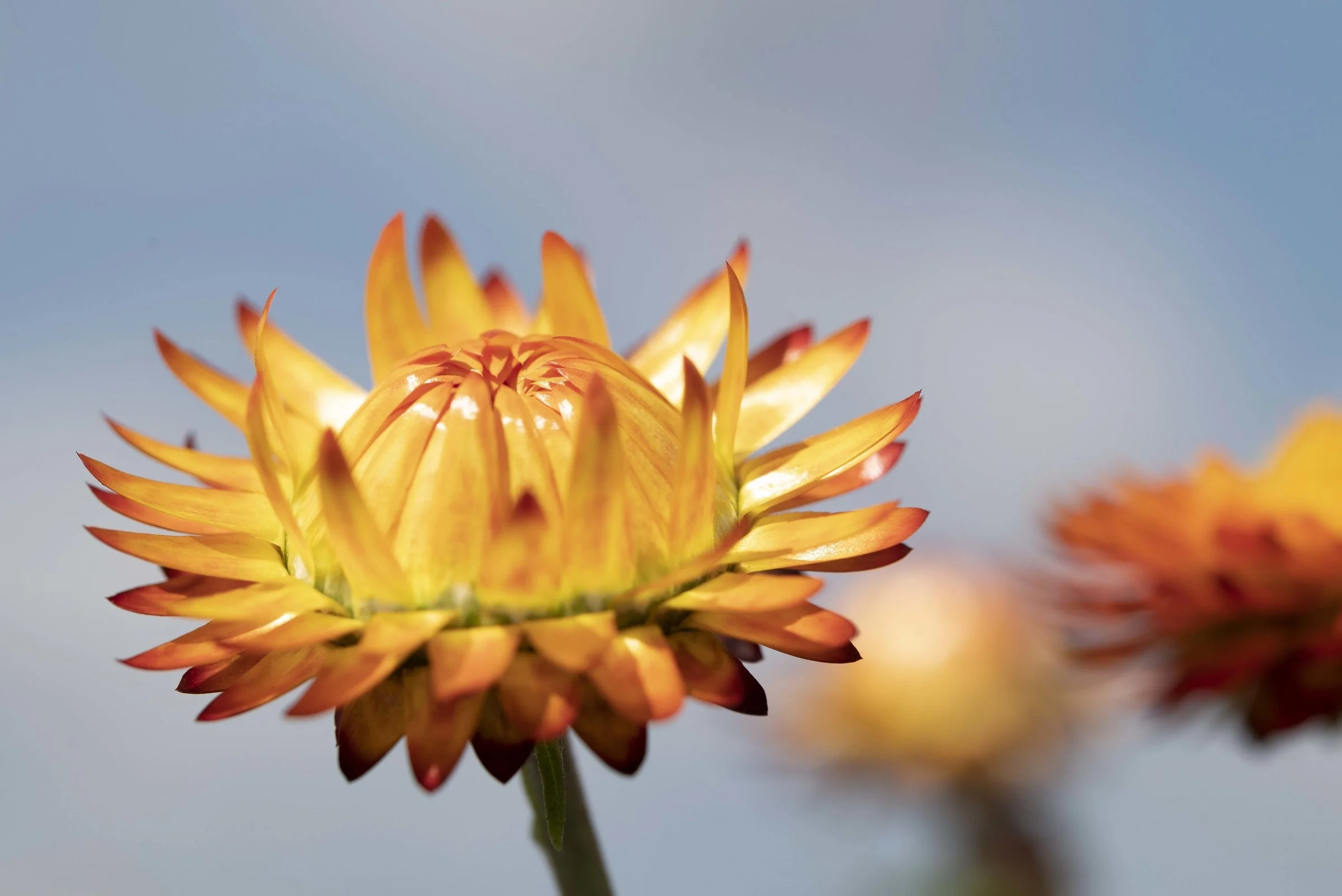 HELICHRYSUM KING SIZE ORANGE_Bloom_Bloom.jpg