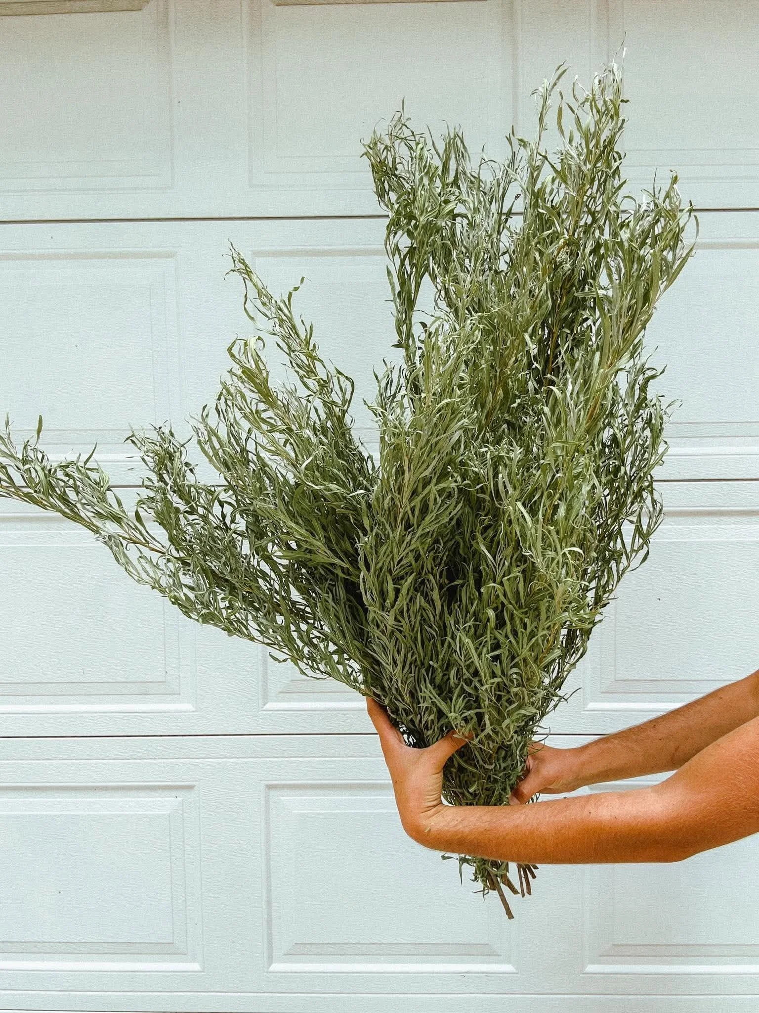 Willow | Dried Bunch