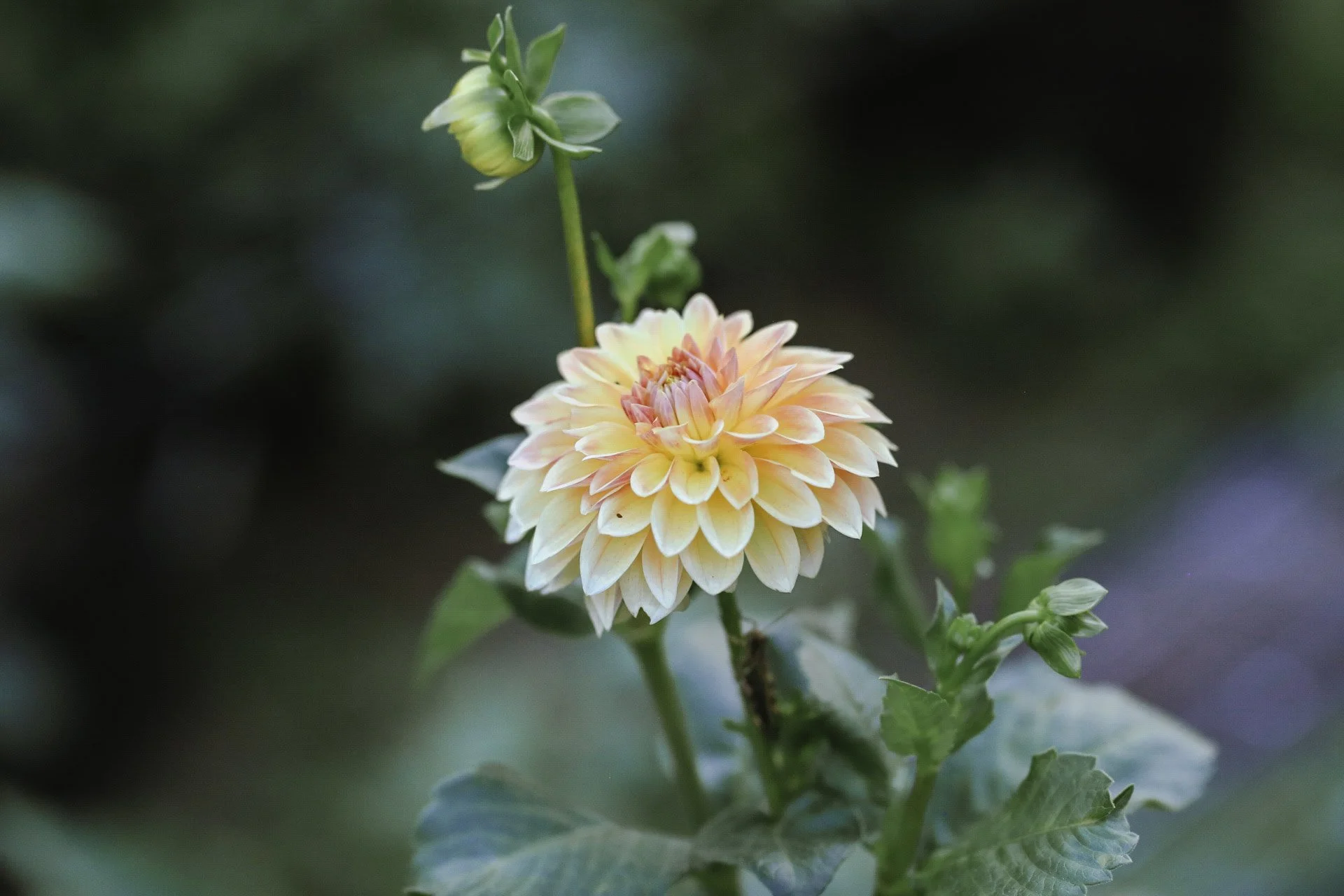 442c4269e0d8bded593c50fe582b0a5a (1).jpeg