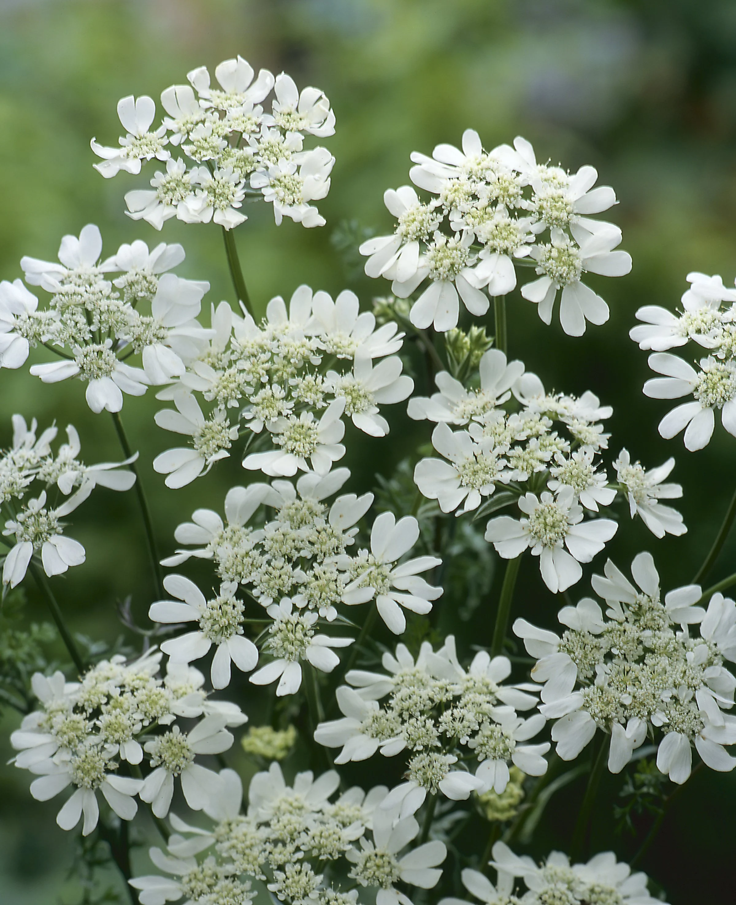 ORLAYA WHITE LACE_Bloom_Bloom (1).JPG