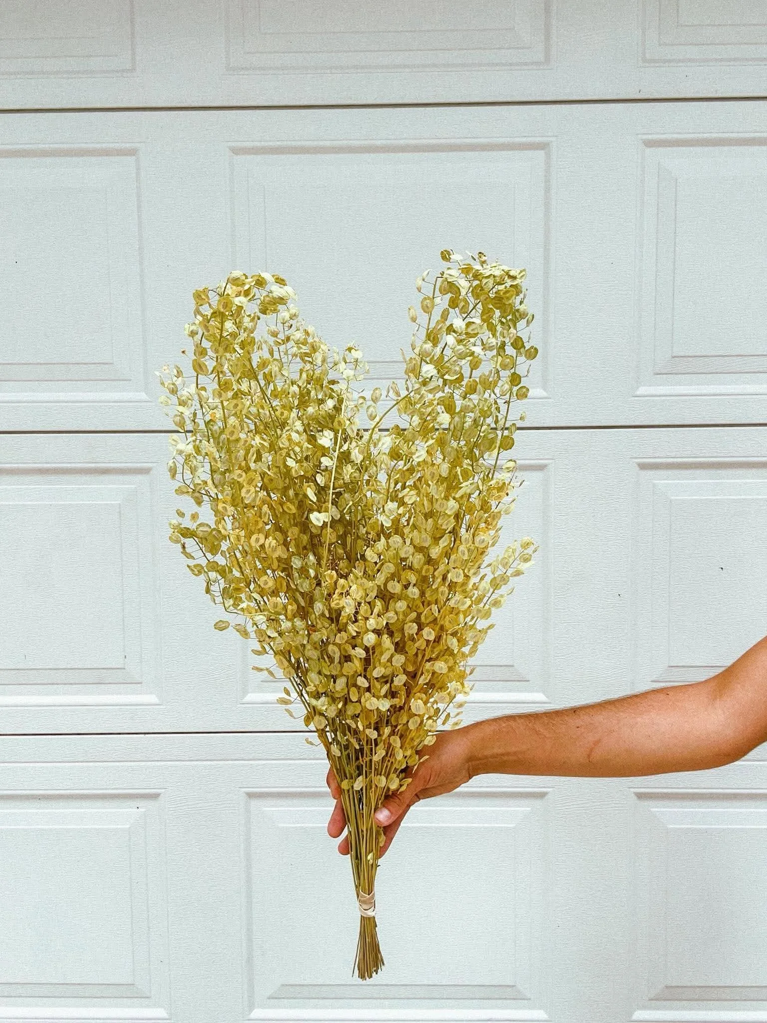 Pennycress | Dried Bunch