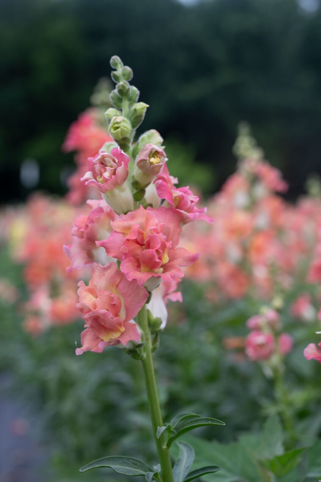 SNAPDRAGON CUT FLOWER MADAME BUTTERFLY 3-4 BRONZE WHITE_Bloom_Bloom.jpg