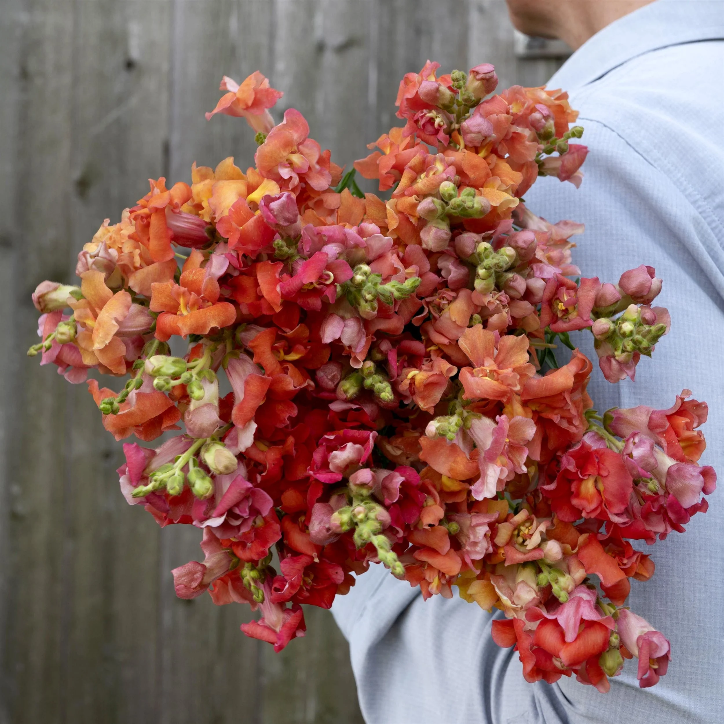 SNAPDRAGON CUT FLOWER MADAME BUTTERFLY 3-4 BRONZE_Bloom_Bloom.jpg