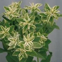 Euphorbia