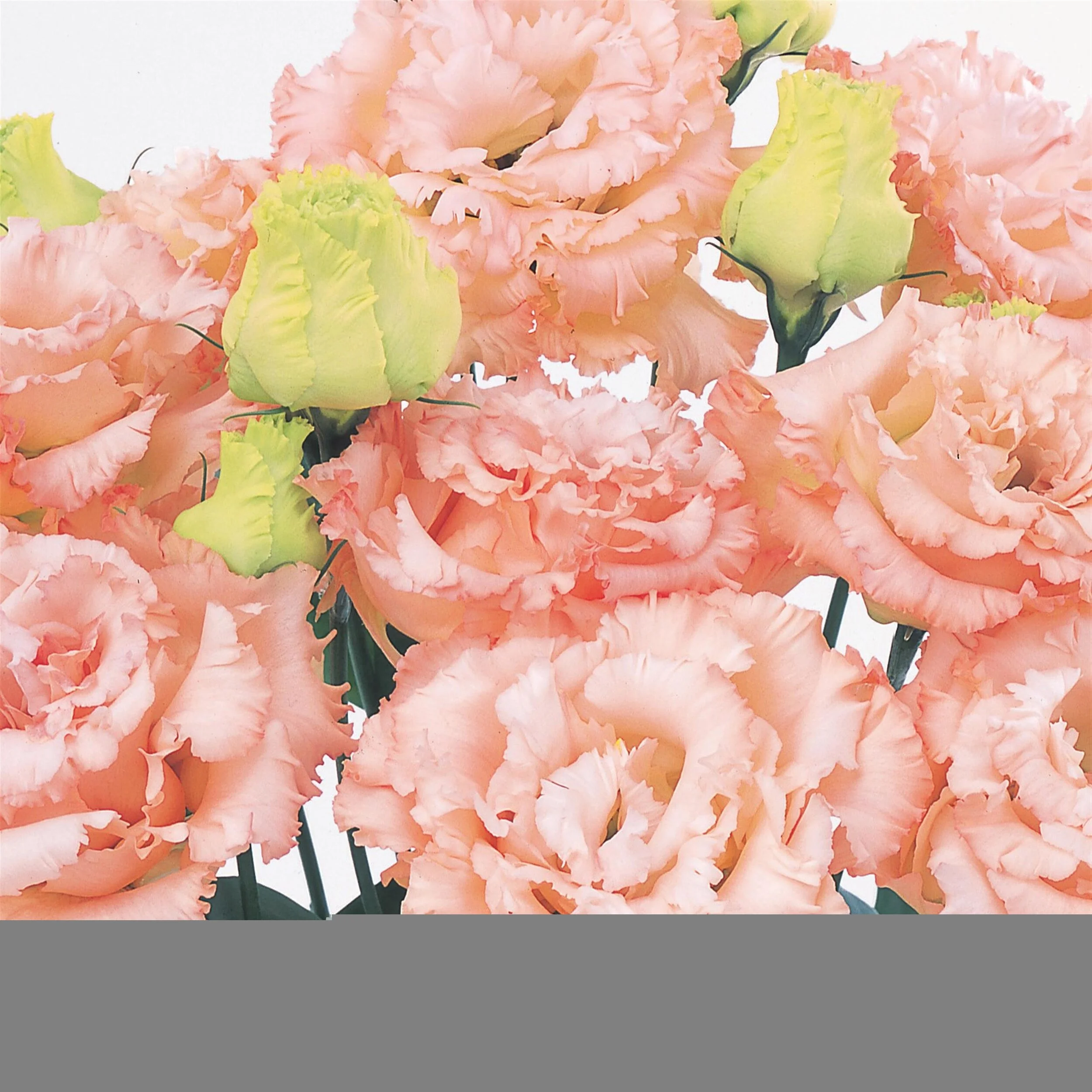 LISIANTHUS CUT FLOWER VOYAGE 2 APRICOT LIGHT_Bloom_Bloom (2).jpg