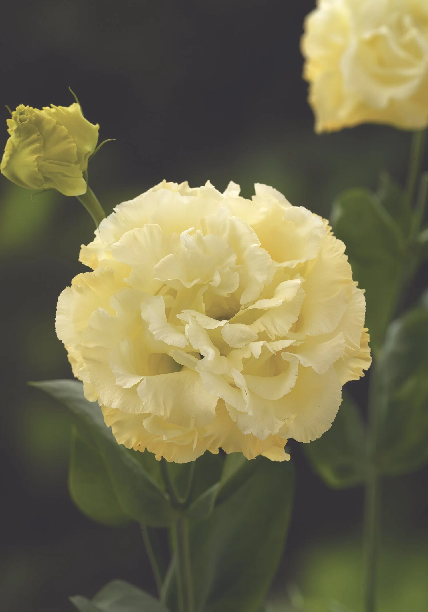 LISIANTHUS CUT FLOWER CORELLI 1 YELLOW_Bloom_Bloom.jpg