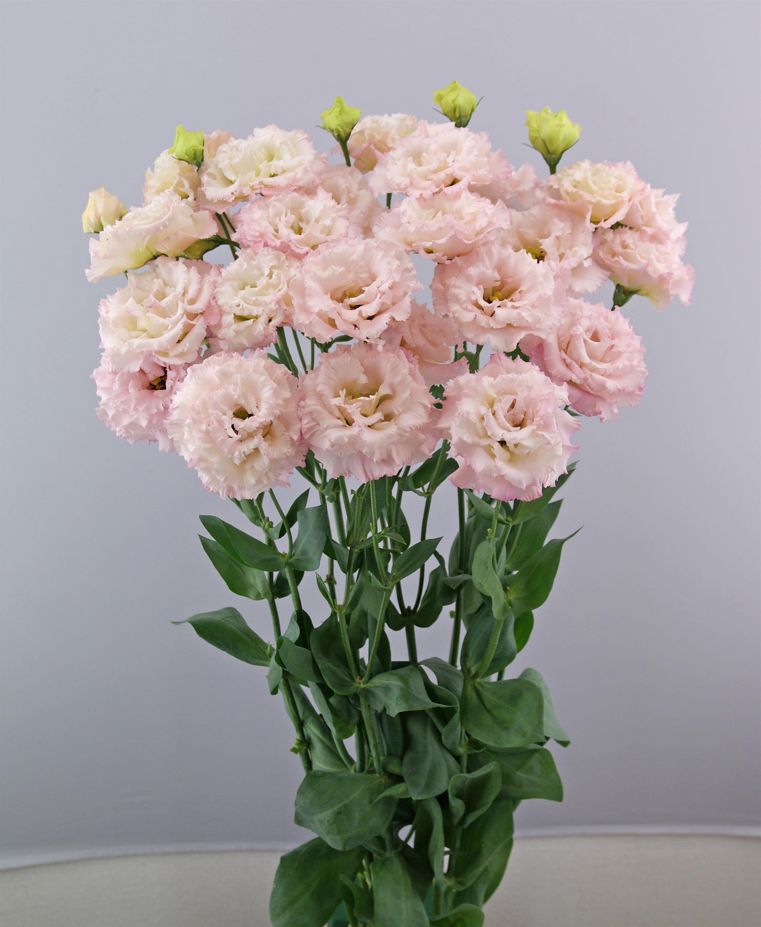 LISIANTHUS CUT FLOWER CELEB 2 MISTY PINK_Cutflower_Cutflower.jpg