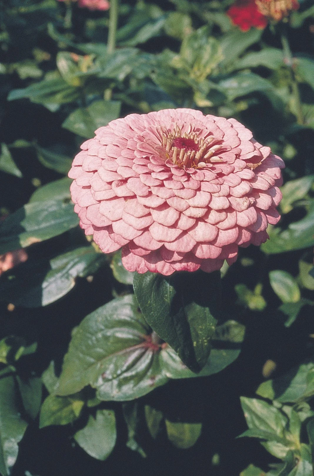 Zinnias | Benary Giant Series