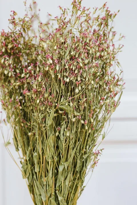 Saponaria | Dried Bunch