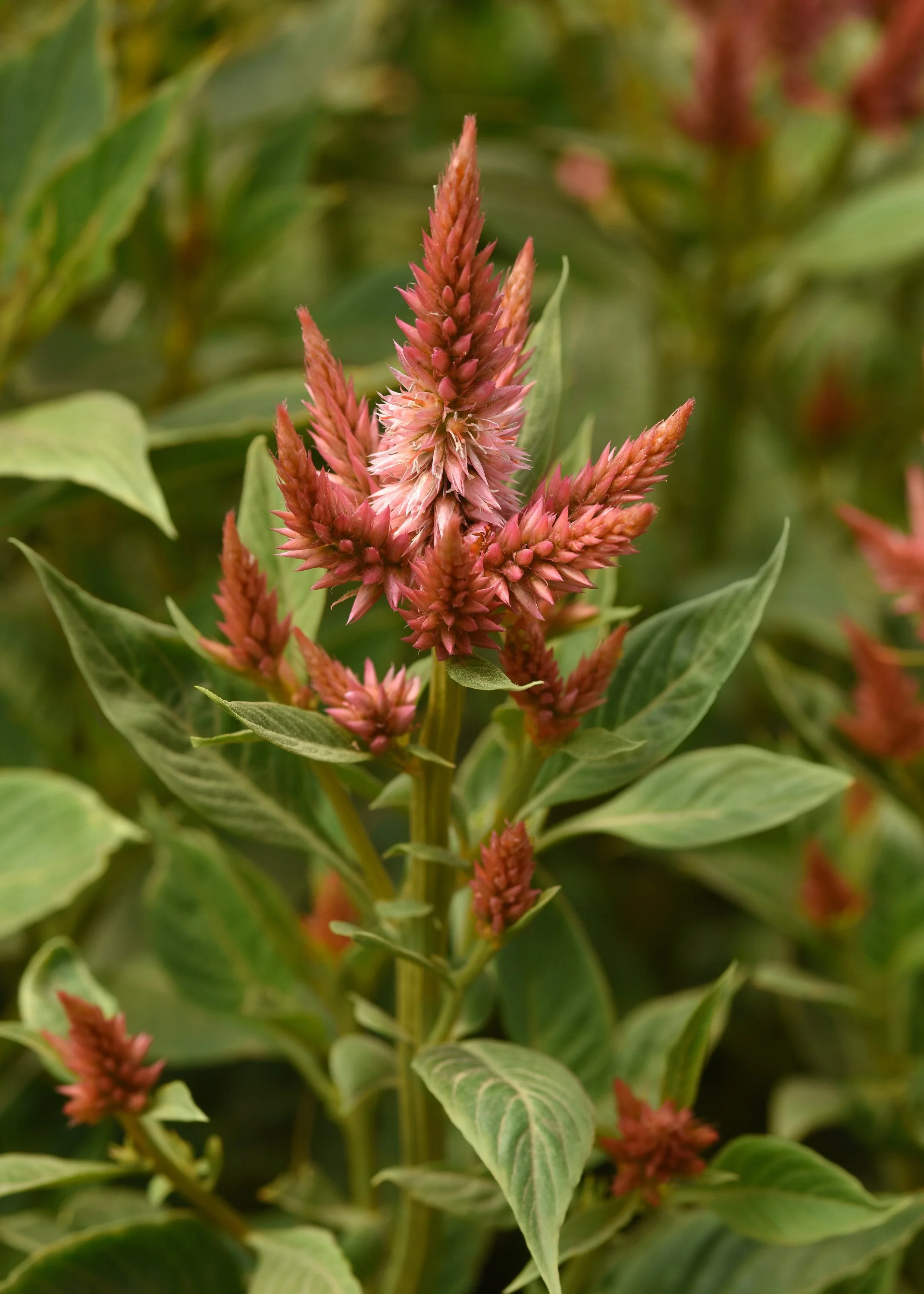 CELOSIA CUT FLOWER CELWAY TERRACOTTA_Cutflower_Cutflower (2).jpg