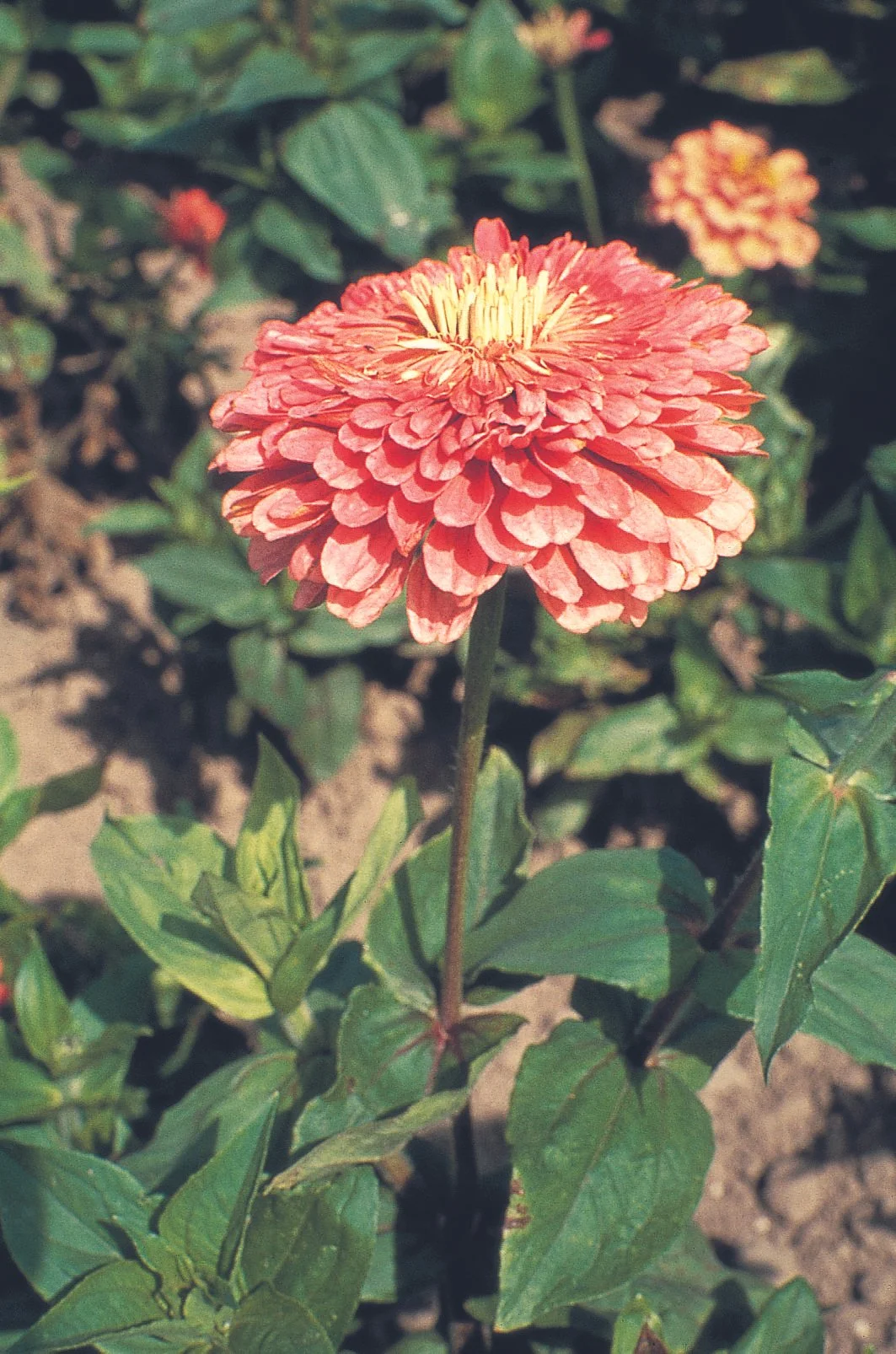 -_Bloom (9).jpg
