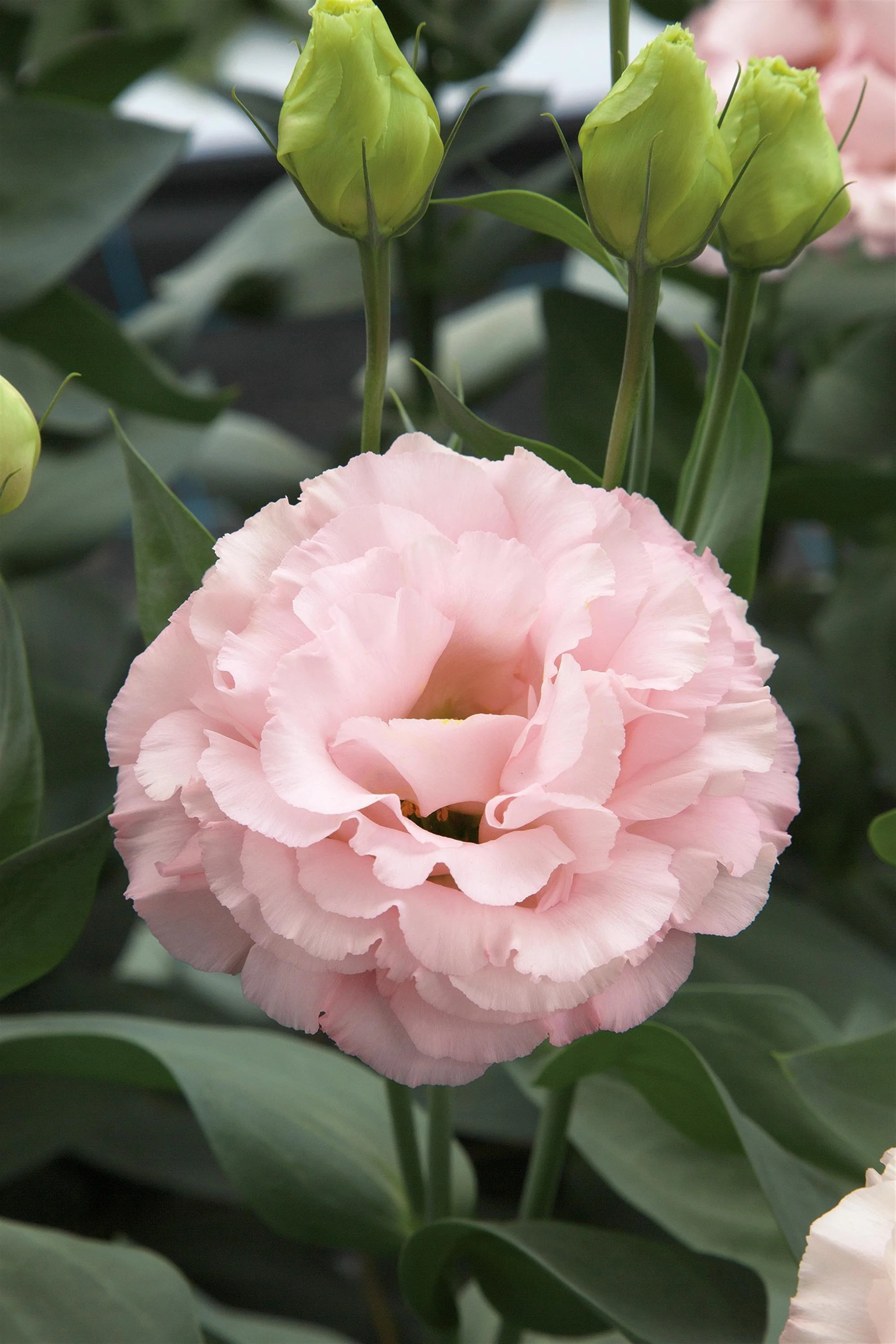 LISIANTHUS CUT FLOWER CORELLI 3 PEACH_Bloom_Bloom.jpg