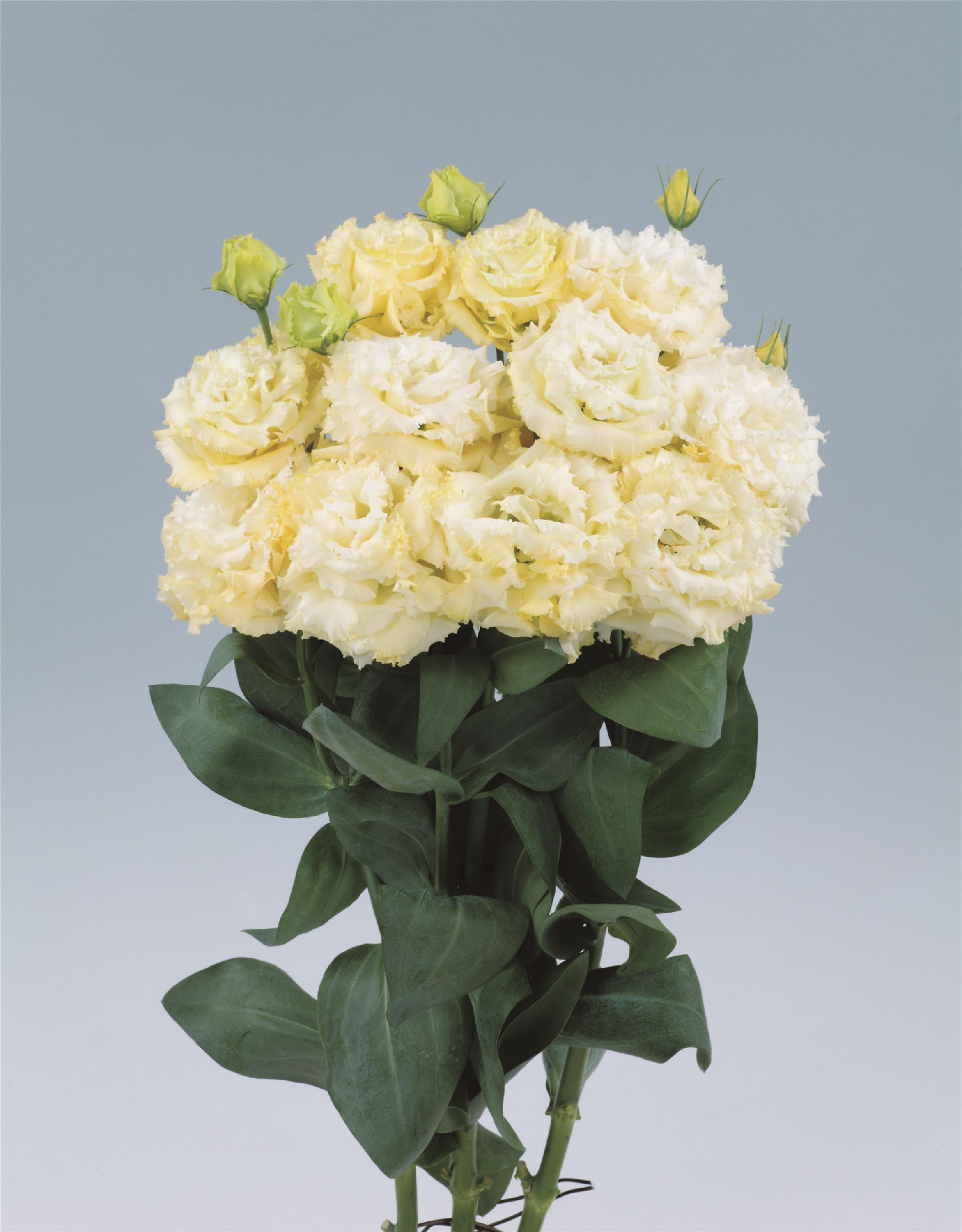 LISIANTHUS CUT FLOWER VOYAGE 2 YELLOW_Cutflower_Cutflower.jpg
