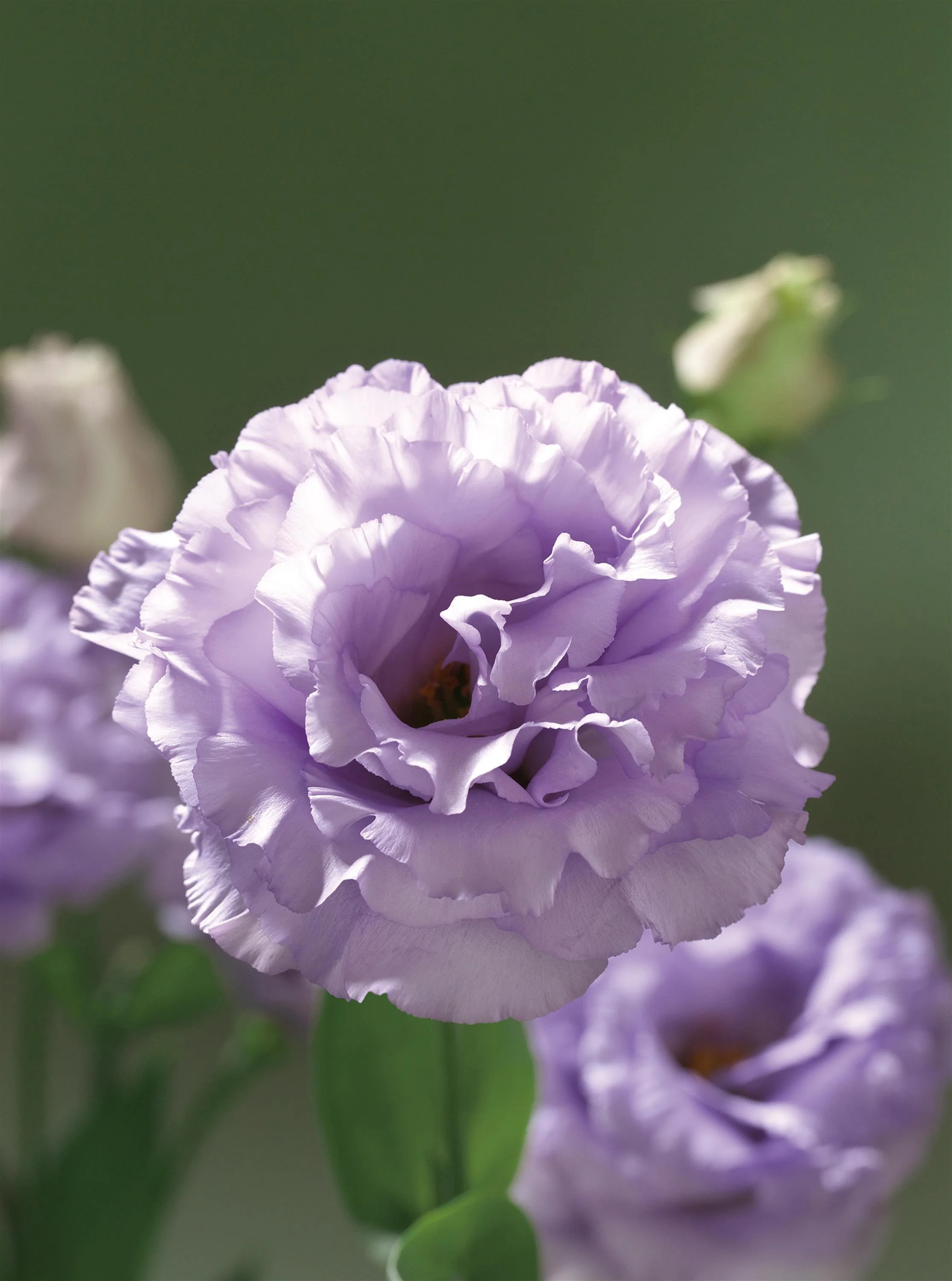 LISIANTHUS CUT FLOWER CORELLI 2 LAVENDER_Bloom_Bloom.jpg