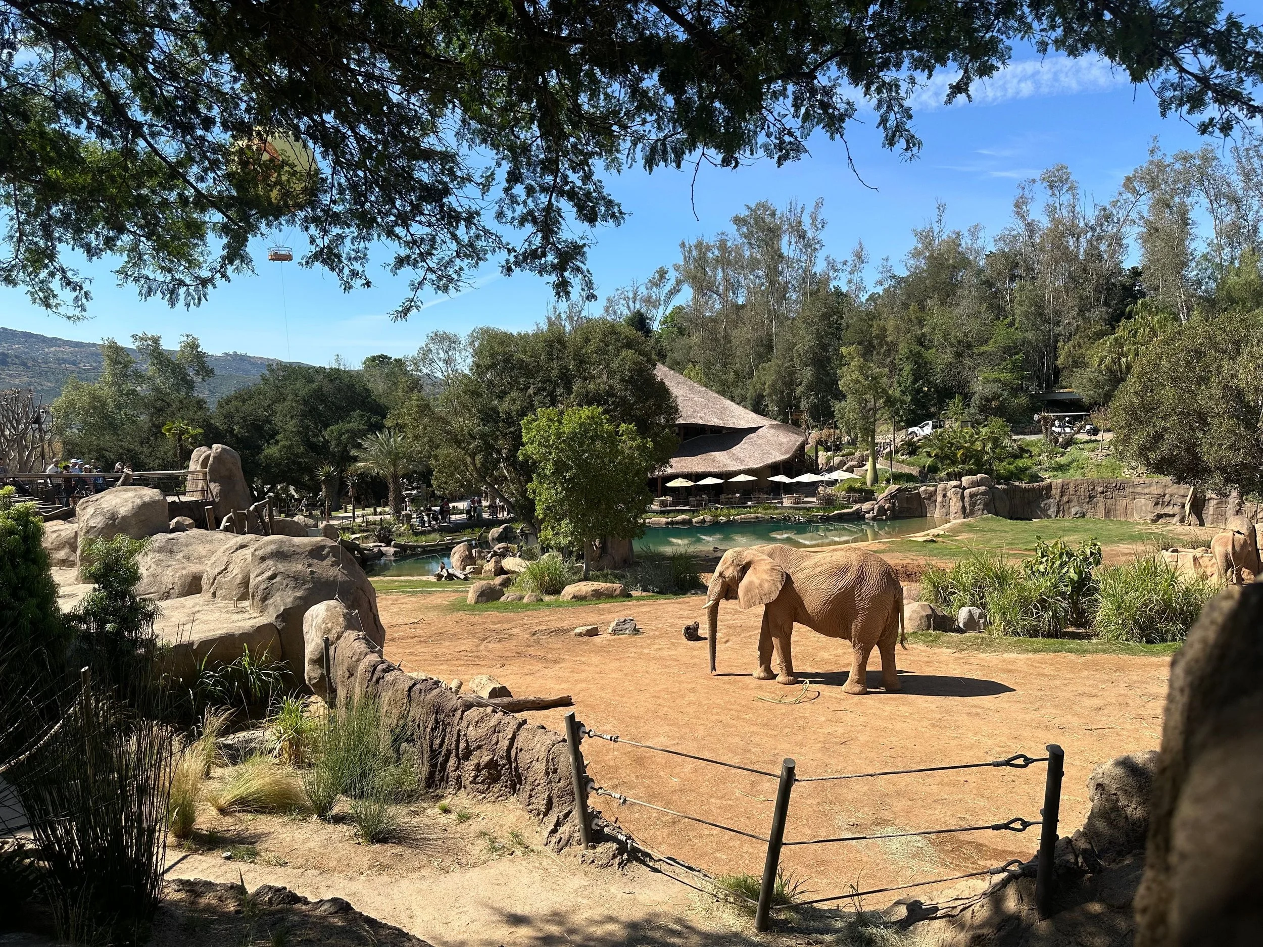 SD ZOO.jpg