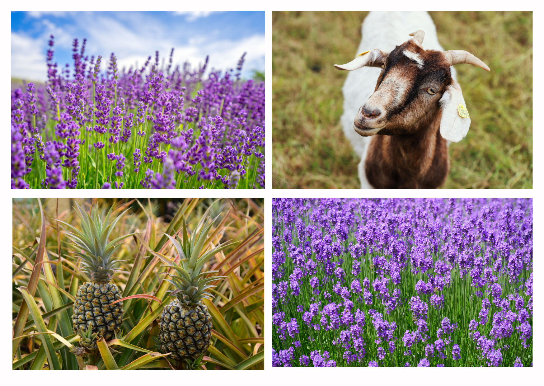 maui hawaii farm tour lavender pineapple local agriculture