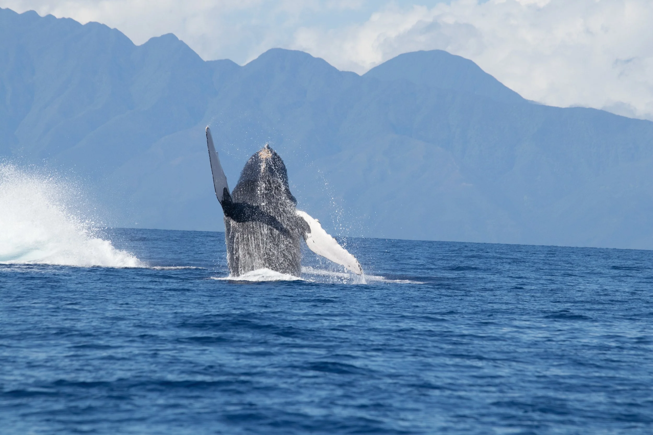 humpback whale breaching out of ocean maui hawaii winter whale watching season