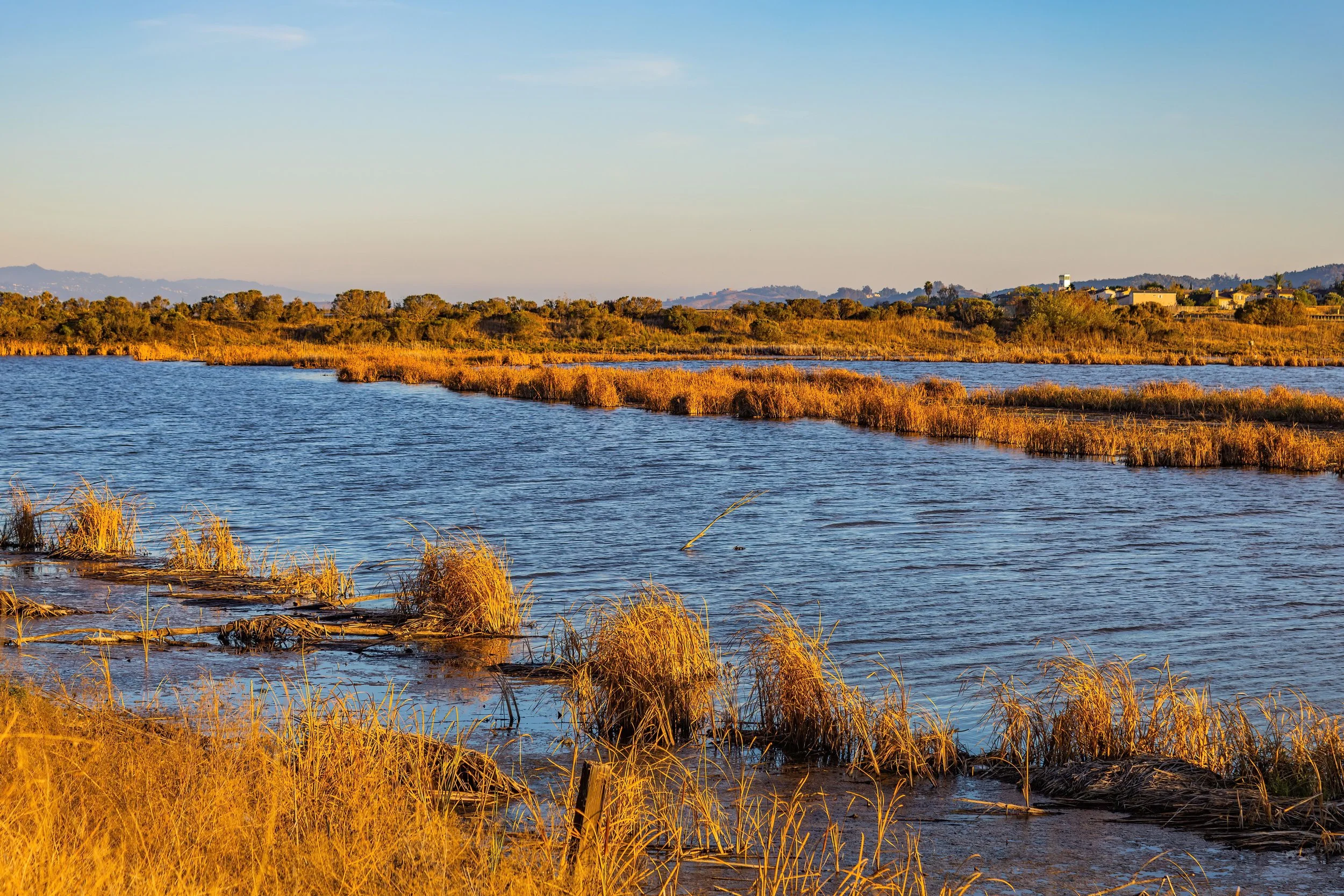 madrona marsh preserve urban wetland torrance los angeles wildlife trails