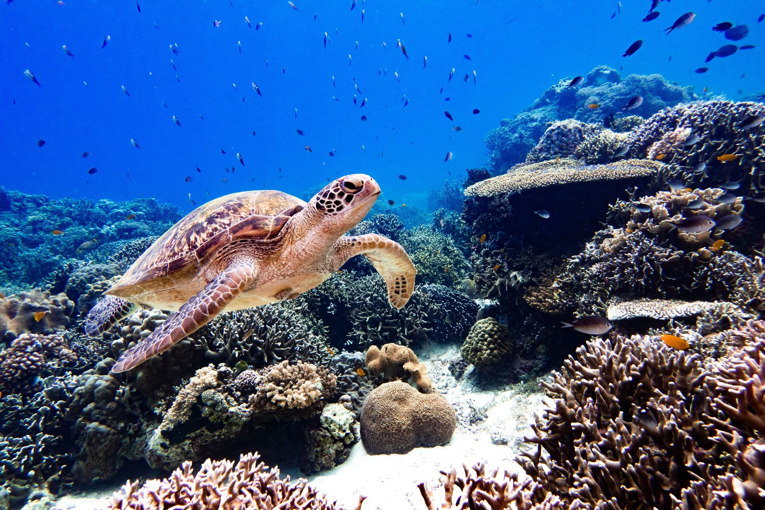 sea turtle swimming over coral reef maui hawaii spring snorkeling season