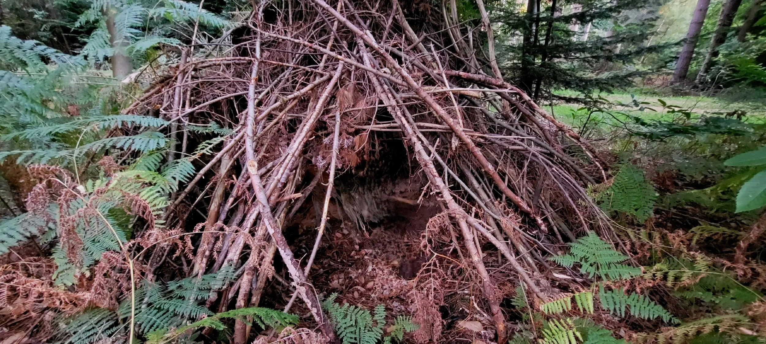 Tree Risk Assessments & Tree Risk Management — Sorensen Tree ...