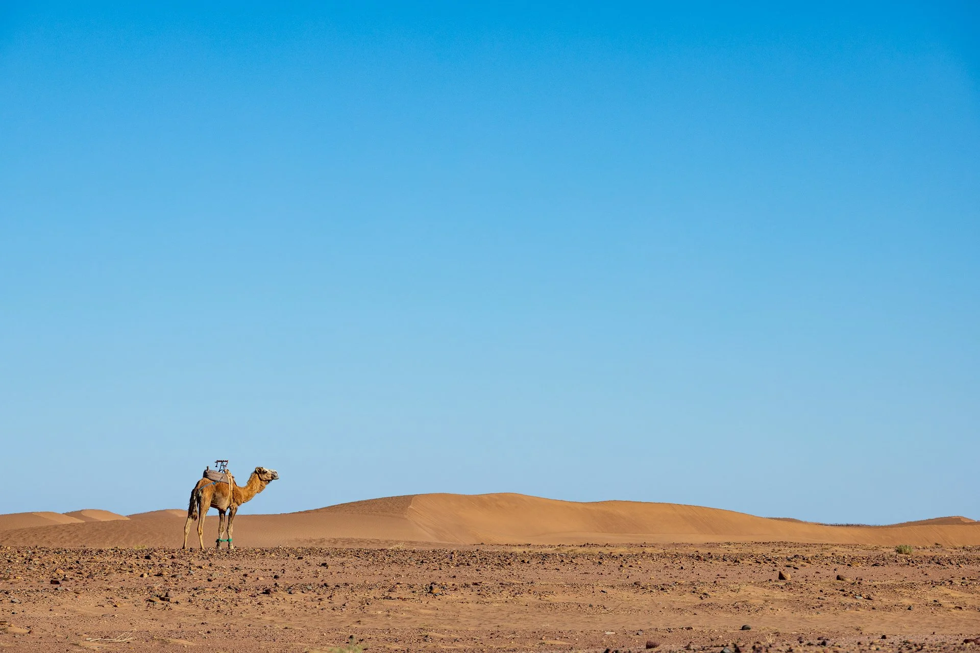 ames du desert - Maroc©Stéphane-Leroy-1540.jpg