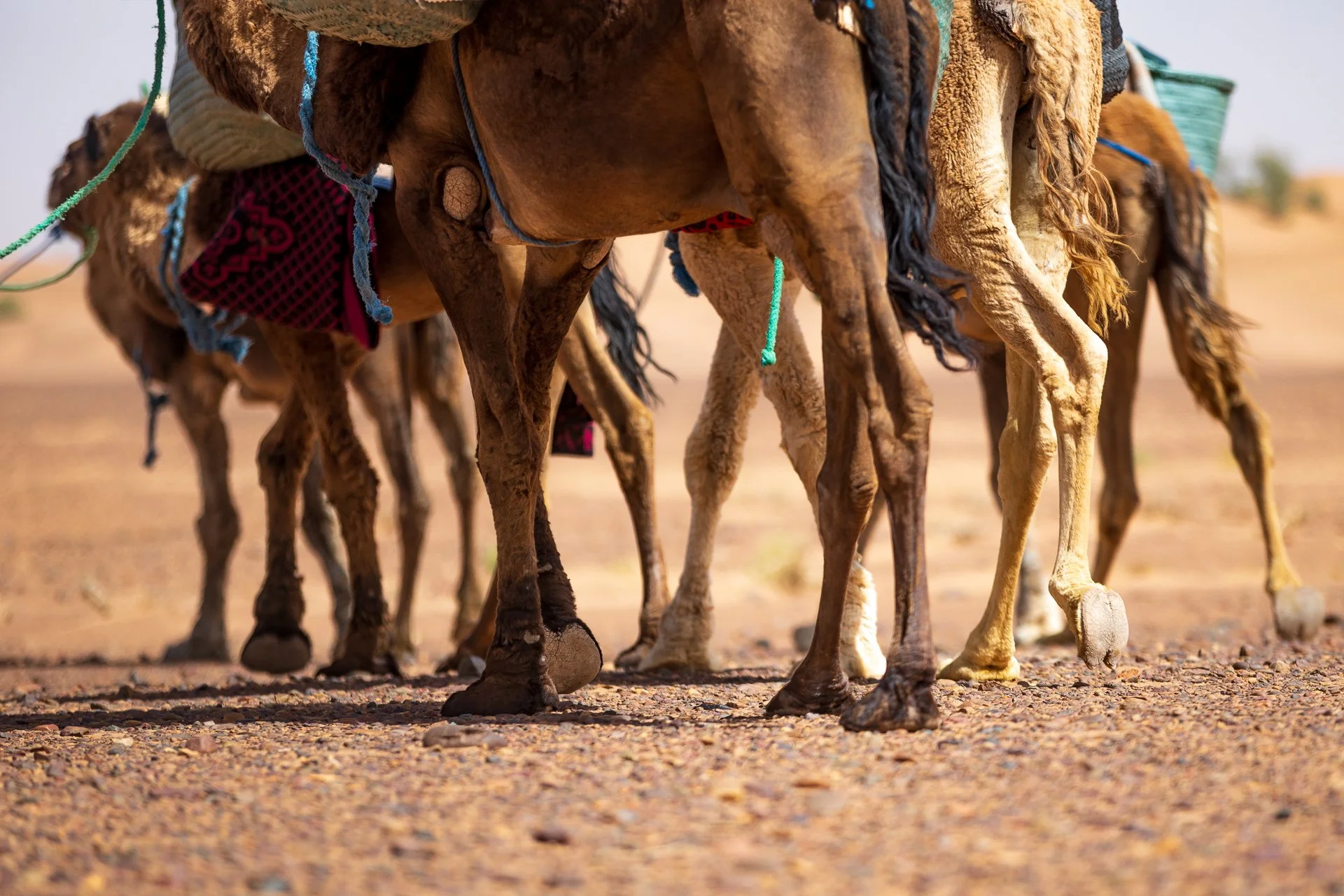 ames du desert - Maroc©Stéphane-Leroy-1884.jpg