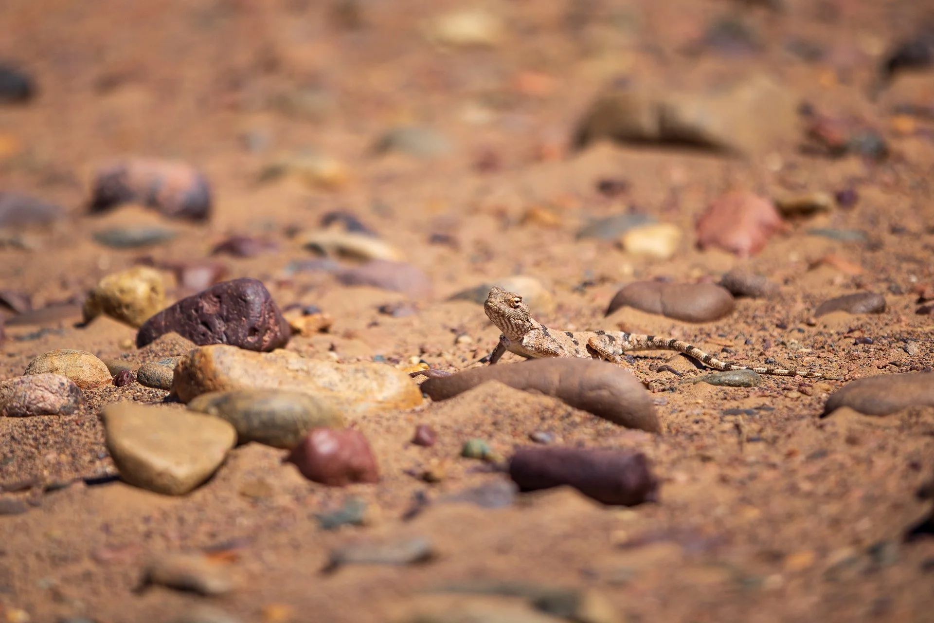 ames du desert - Maroc©Stéphane-Leroy-1412.jpg