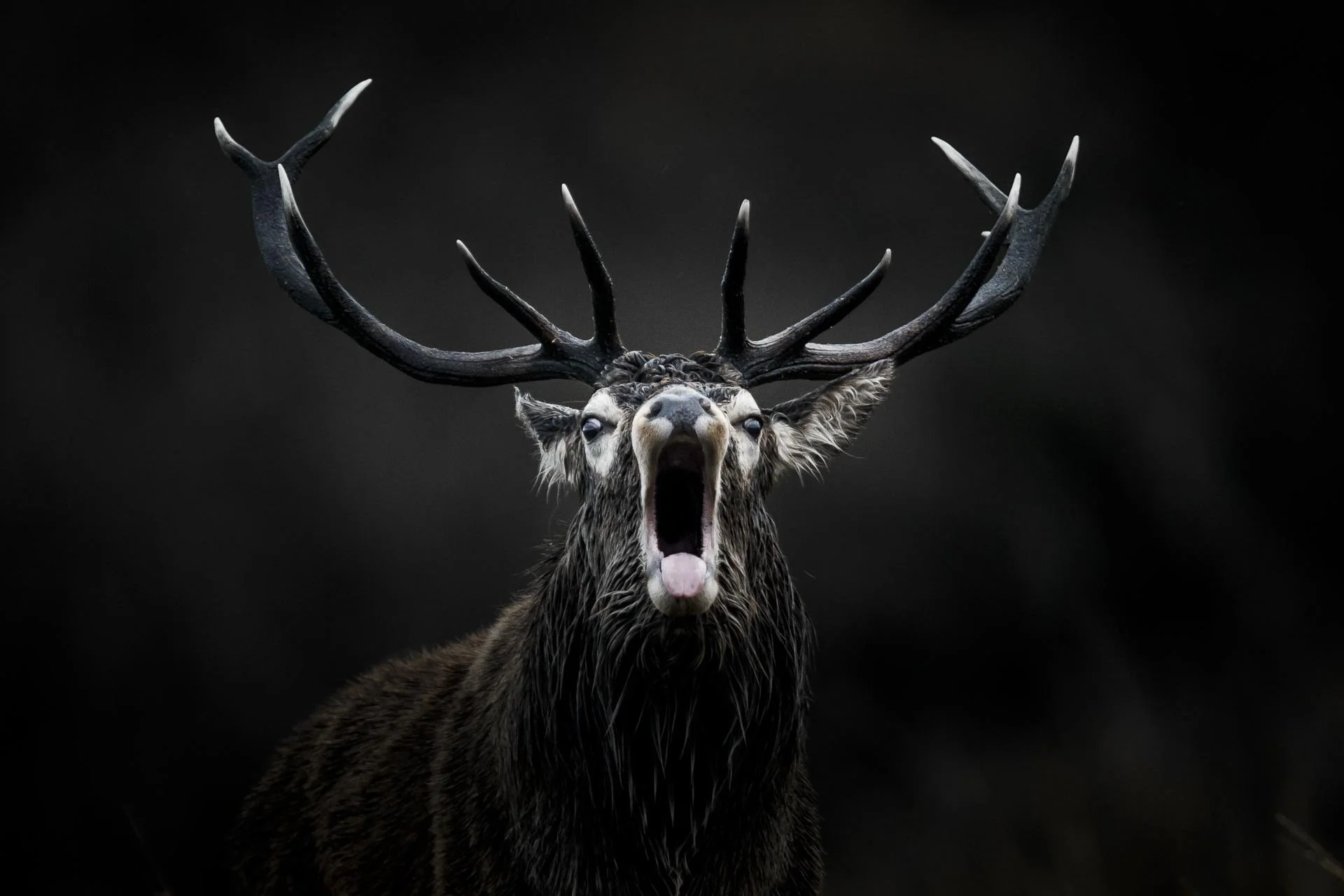 brame-du-cerf-ecosse©stephaneleroy-photographe-_80P8703 2.jpeg