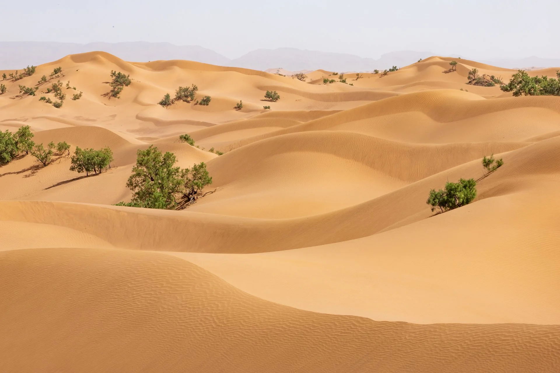 ames du desert - Maroc©Stéphane-Leroy-1815.jpg