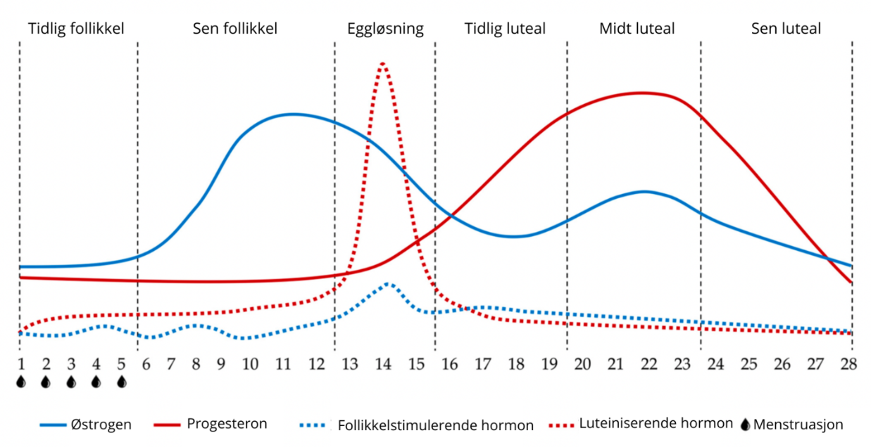 Hva er lutealfasen - tips for en bedre syklus