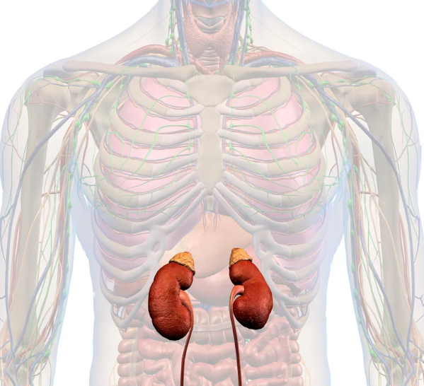 Binyretretthet - slik tar du vare på binyrene dine